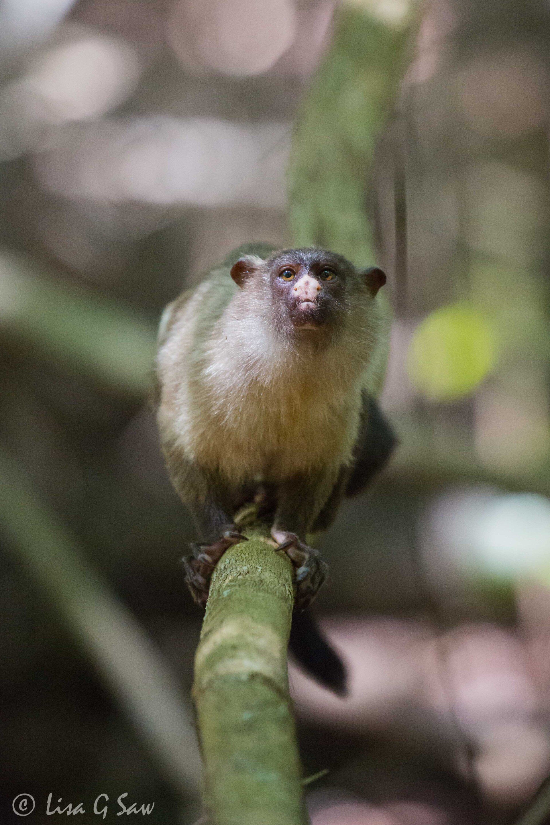 Black-Tailed Marmoset head on, looking up