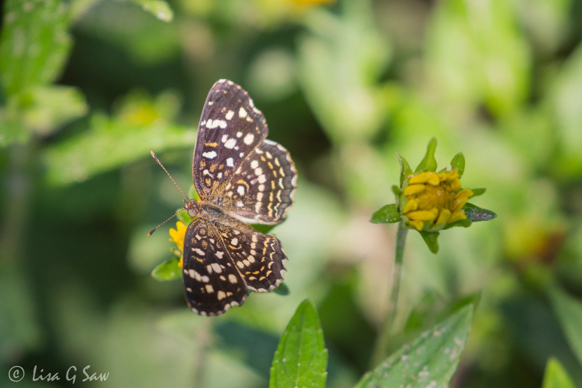 Cuban Crescentspot butterfly with wings open