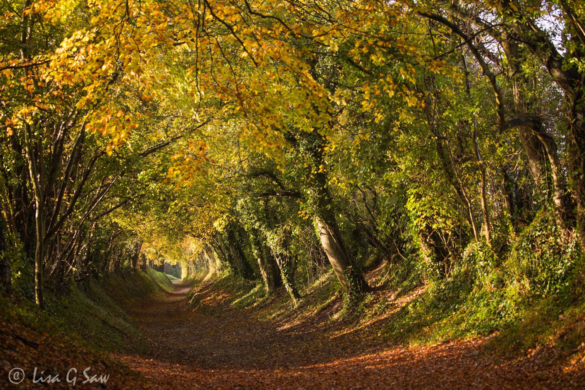 Roman road in autumn with path covered leaves, Halnaker