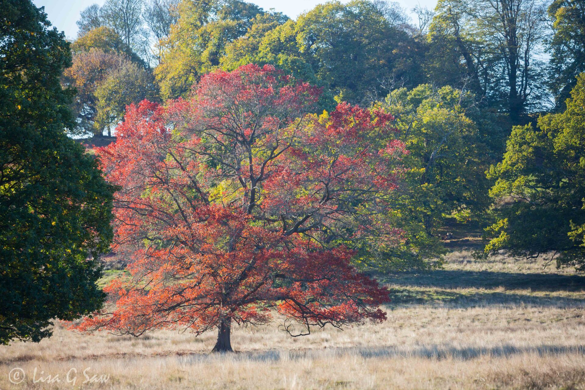 Red leaves on tree in autumn