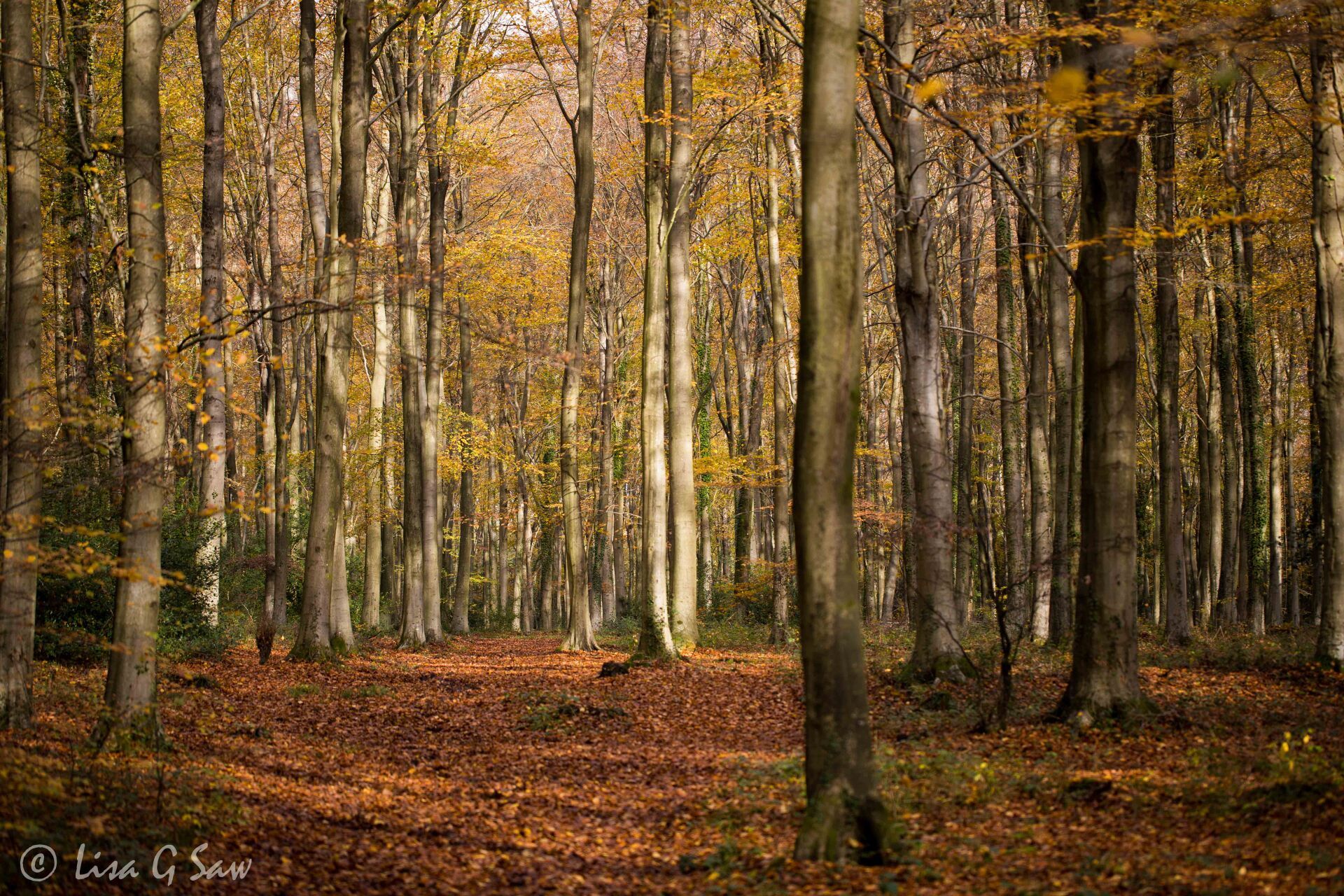 Autumn leaves on ground in beech woodland