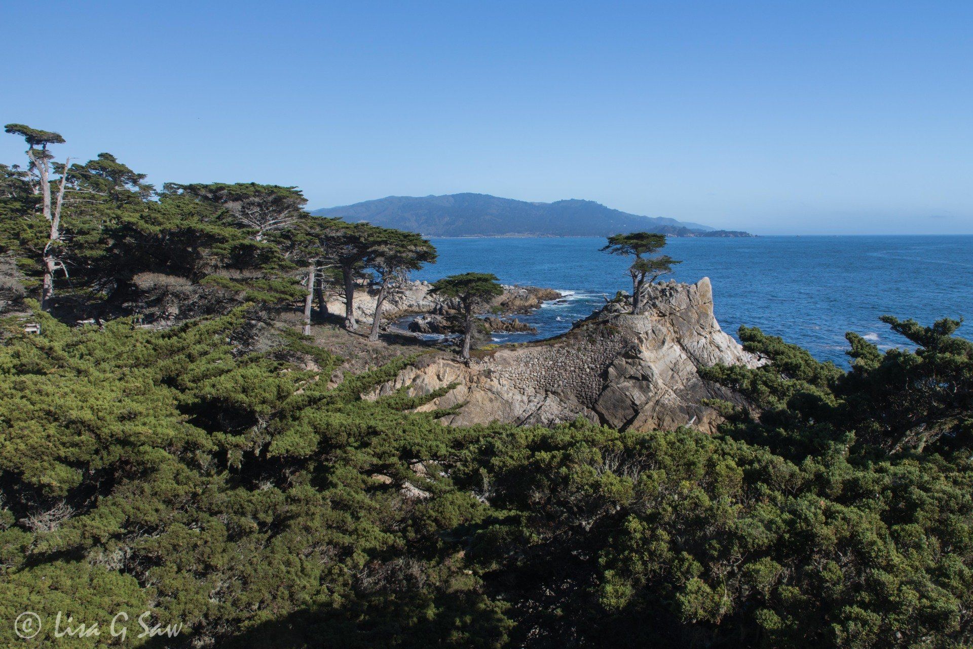 Lone Cypress on rocky outcrop along 17 Mile Drive