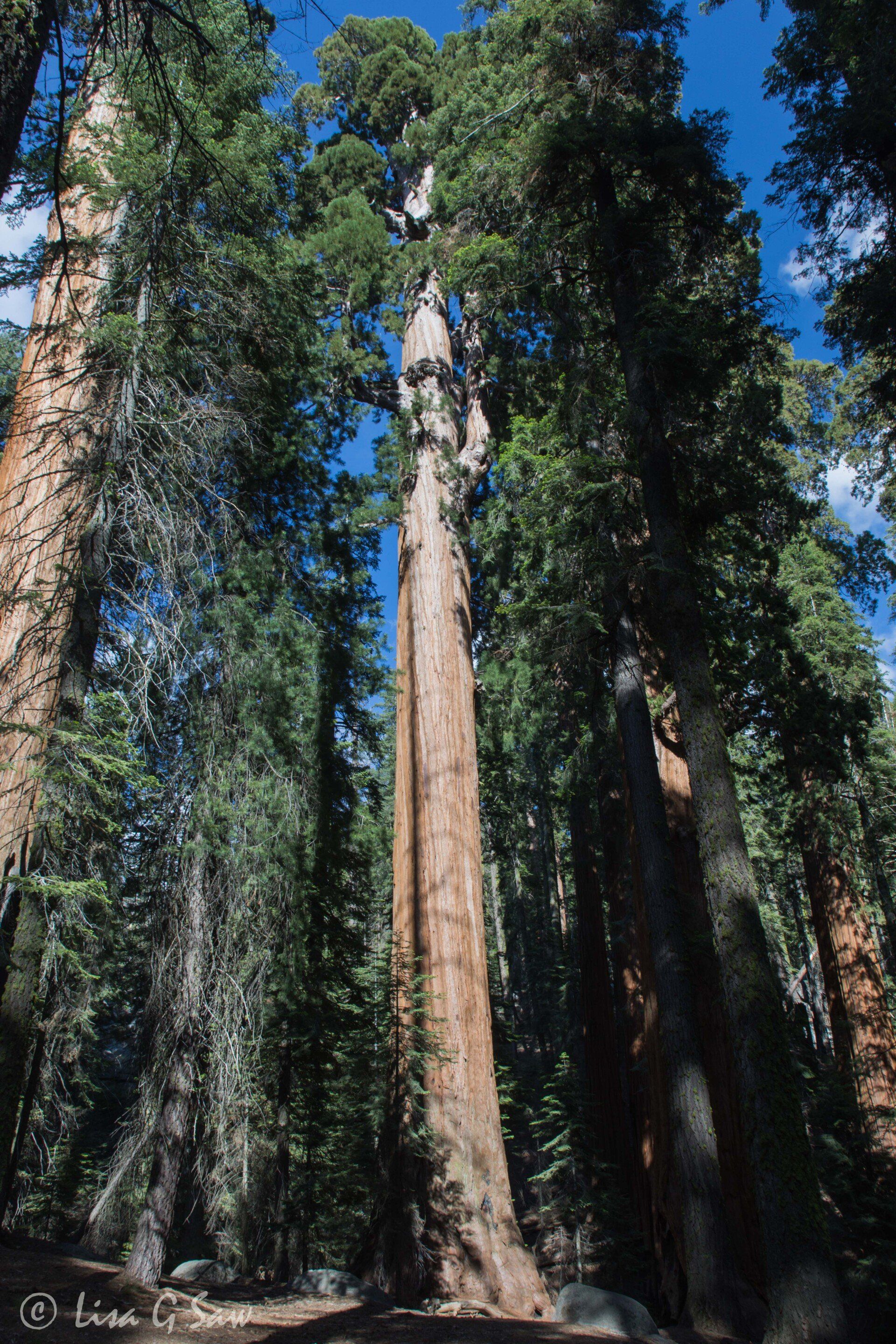 General Sherman Tree in Sequoia National Park