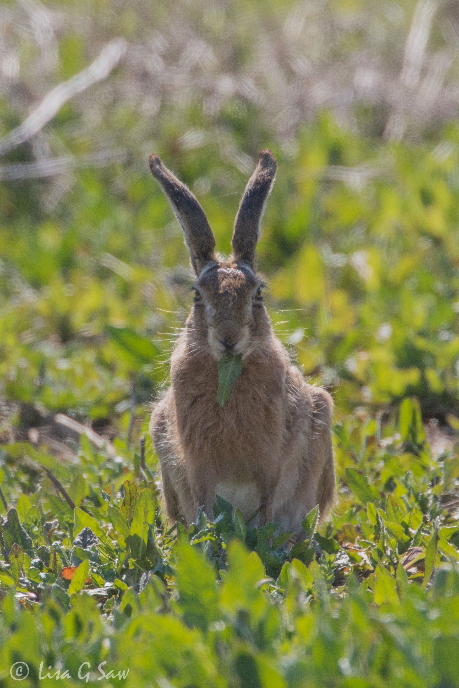Hare eating leaf looking at camera