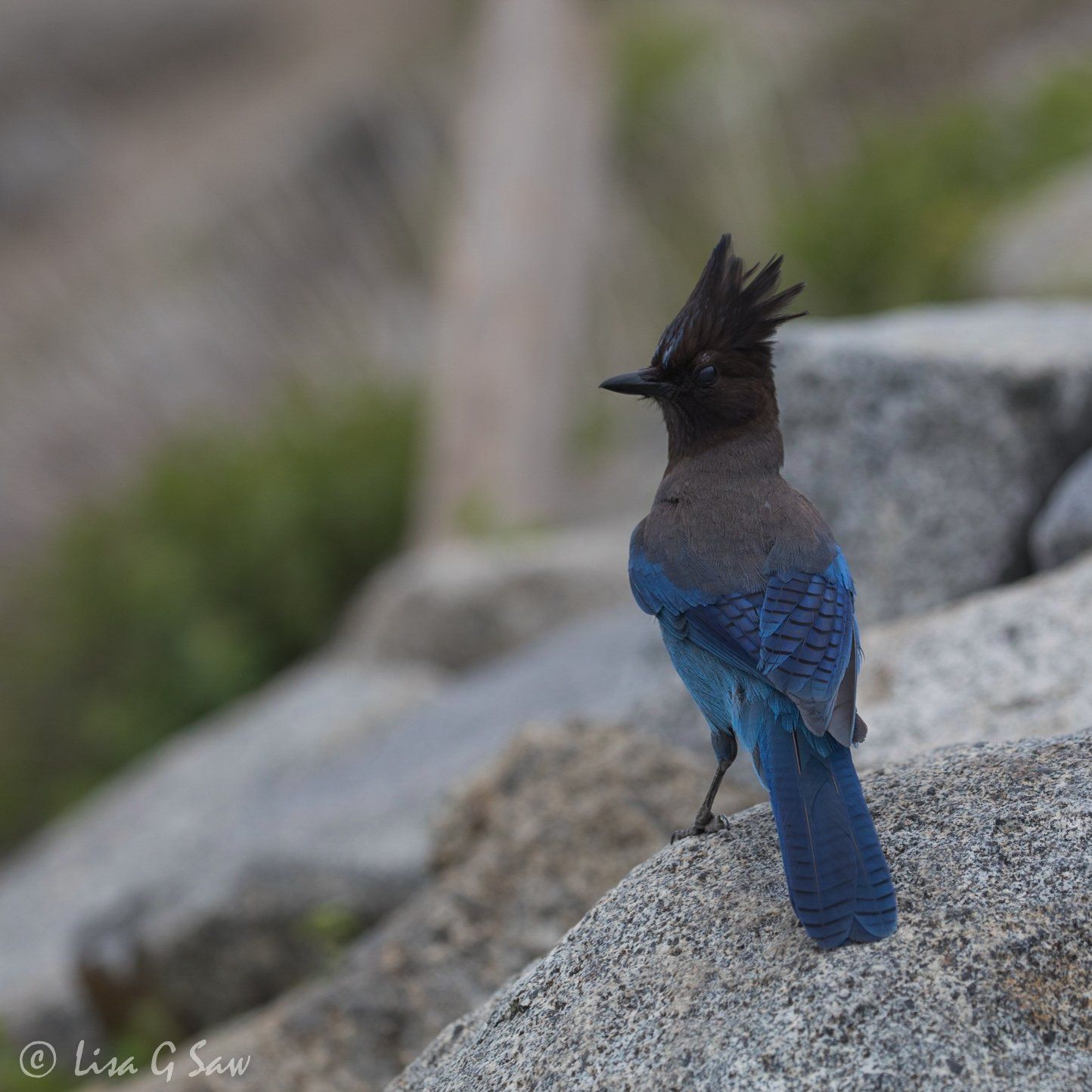 Black and blue bird