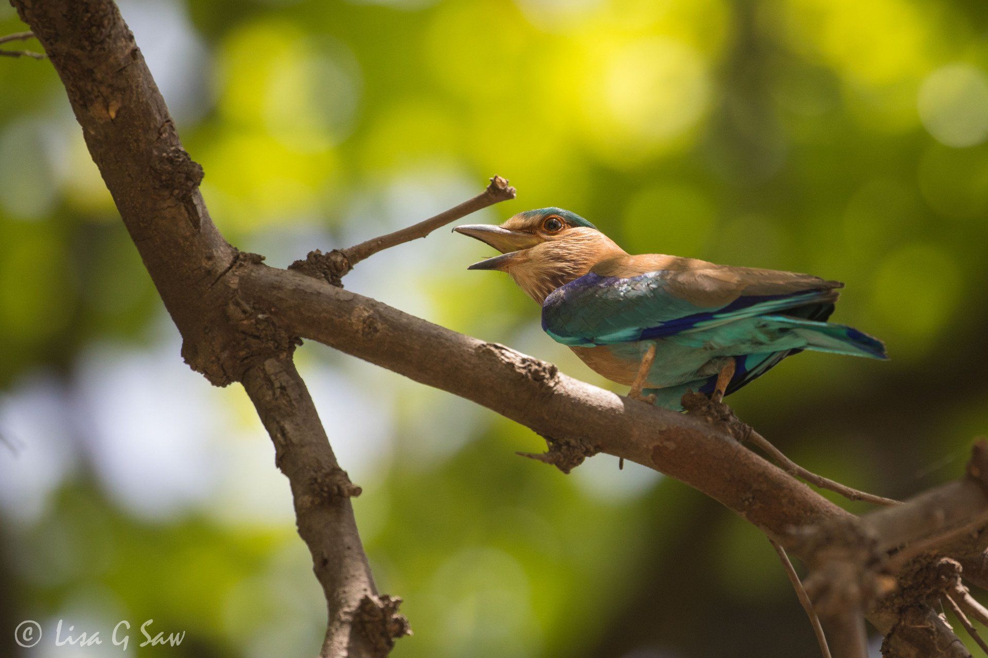 Bird with beak open, turquoise wing and tail
