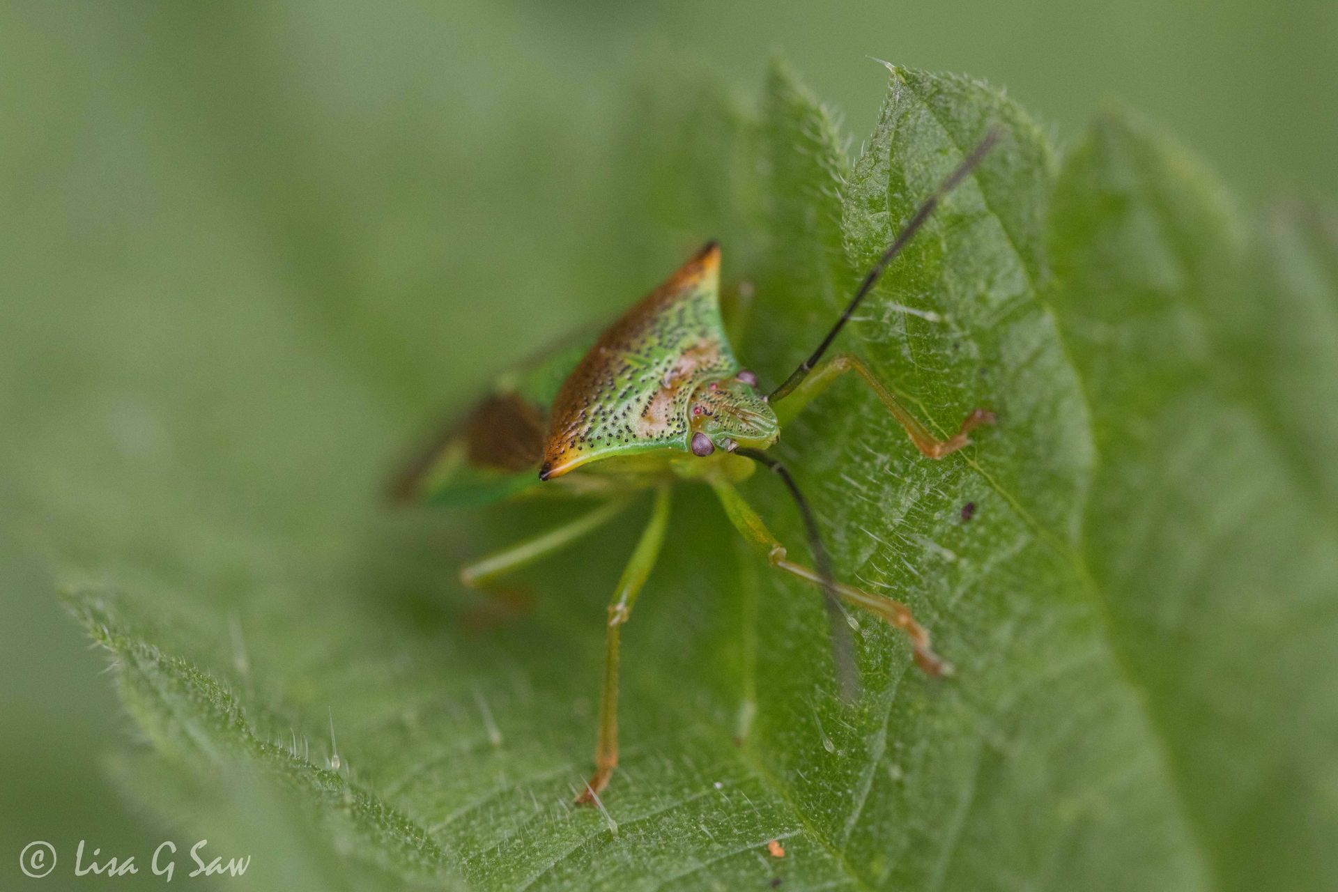 Hawthorn Shield Bug