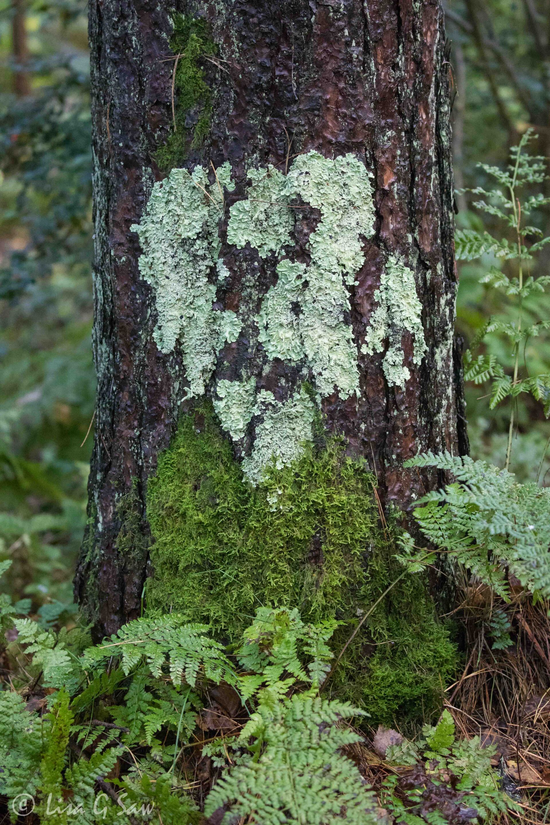 Heart shaped lichen growing on pine tree in Anglesey