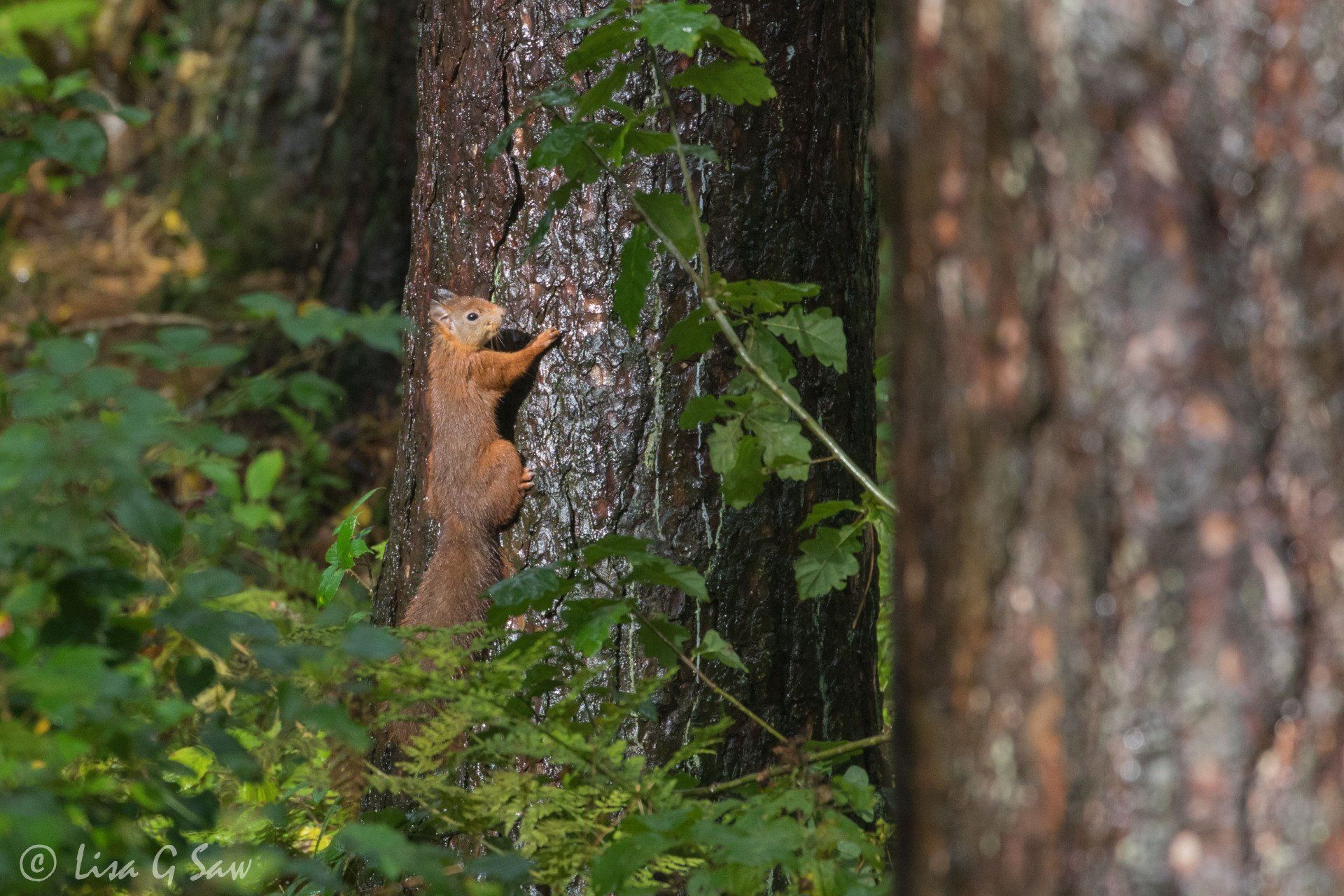 Red Squirrel climbing up pine tree in Anglesey