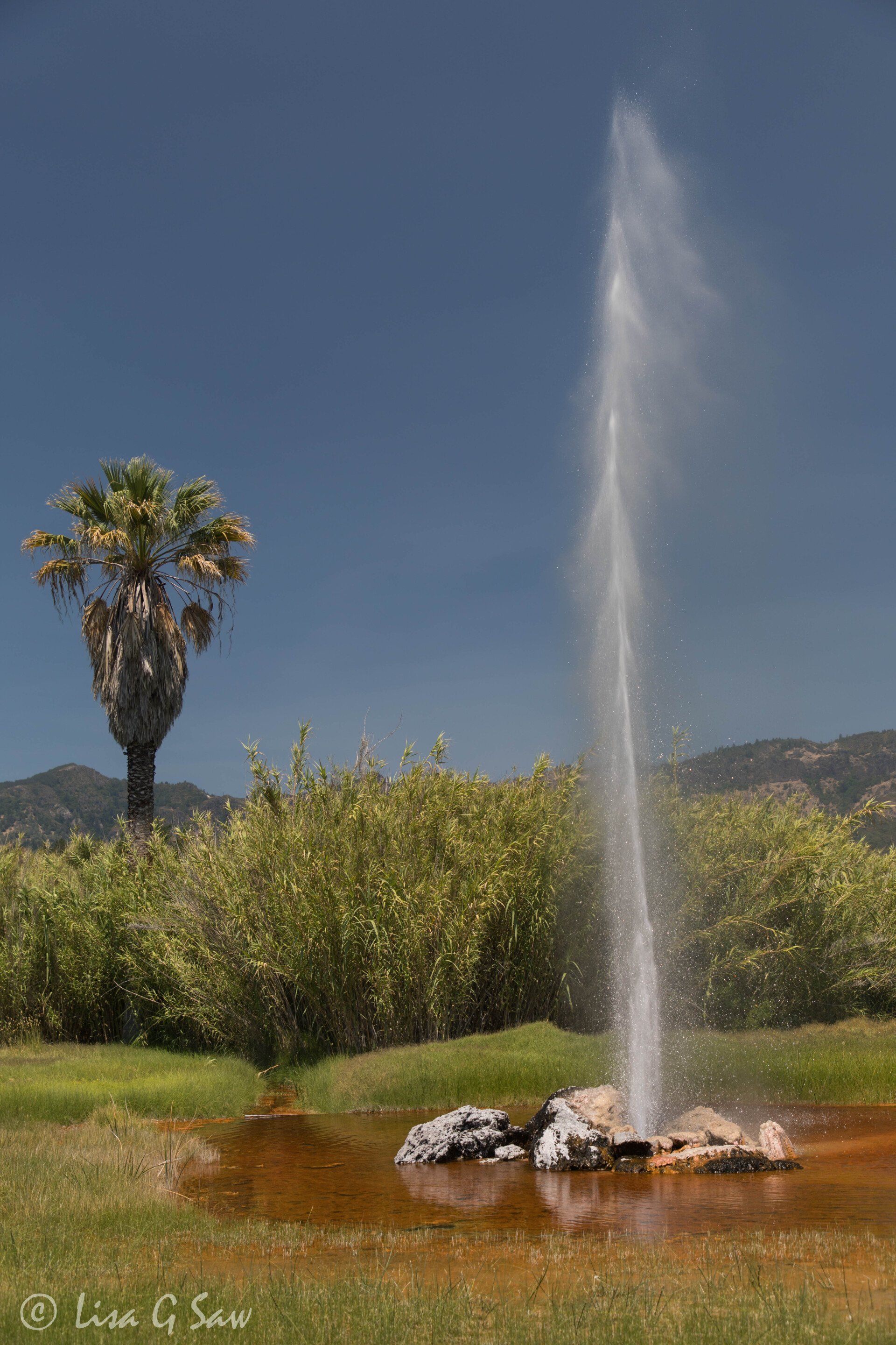 Old Faithful geyser erupting, Calistoga