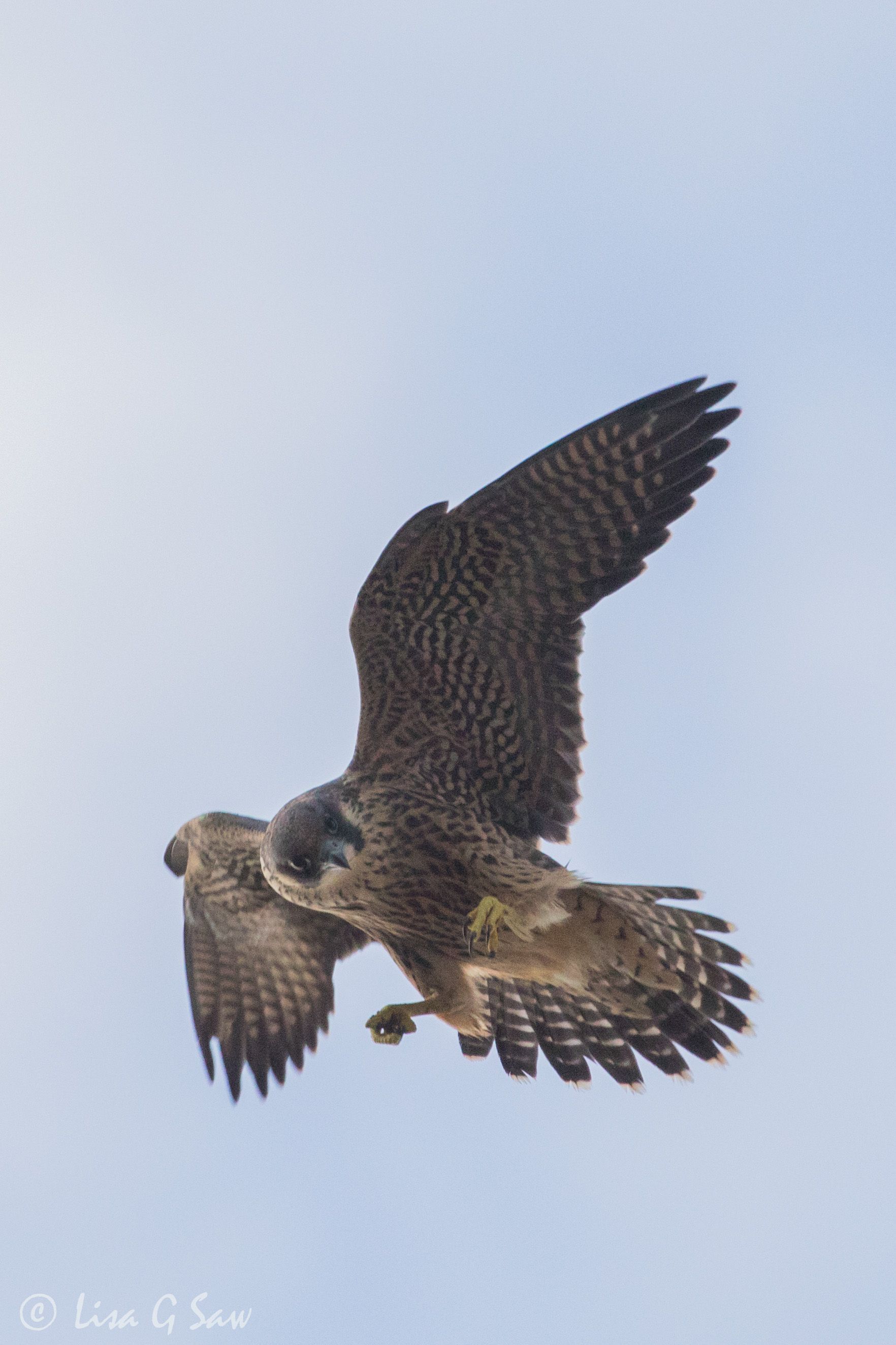 Juvenile Peregrine flying, looking down