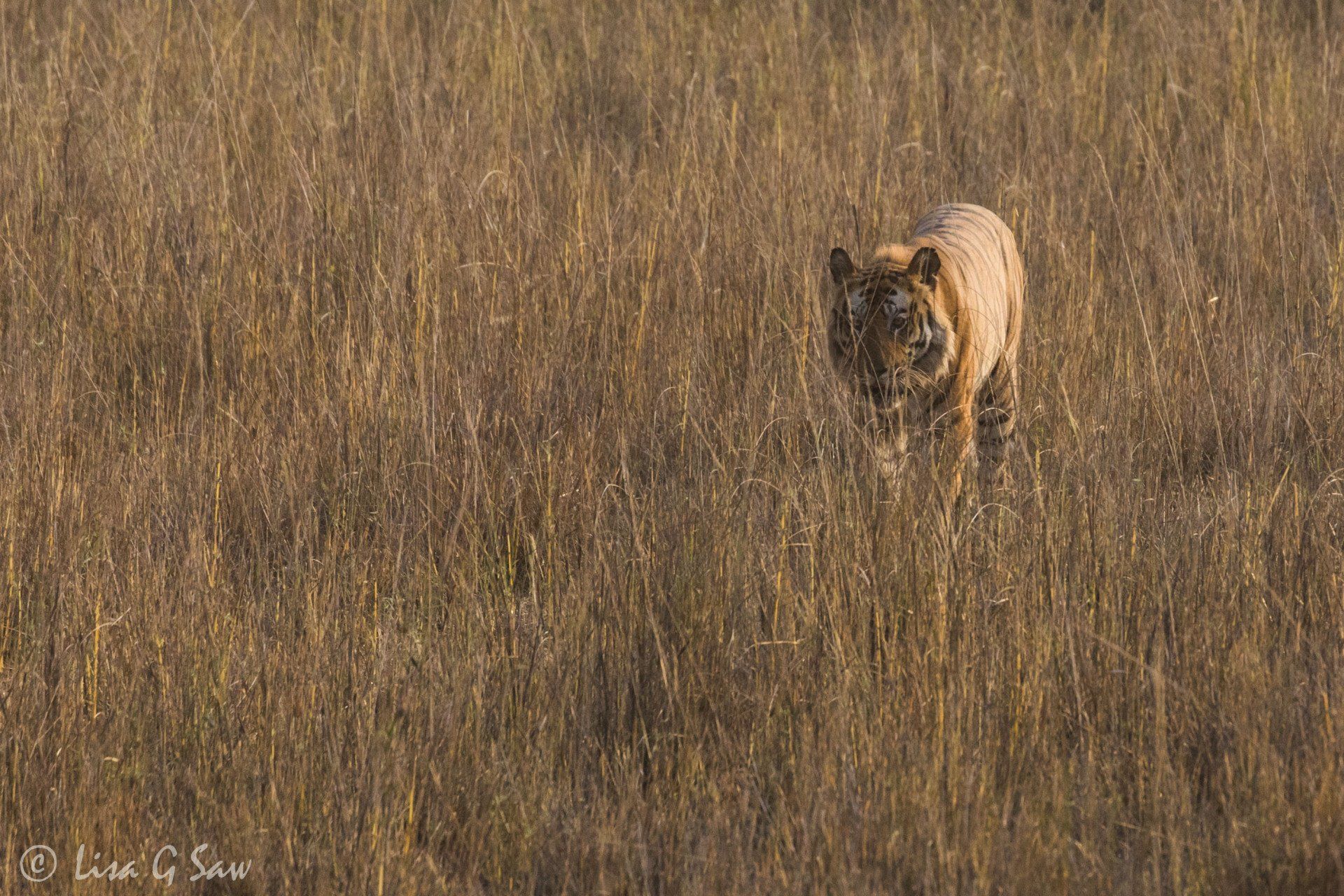 Earning morning light on tiger walking through grass