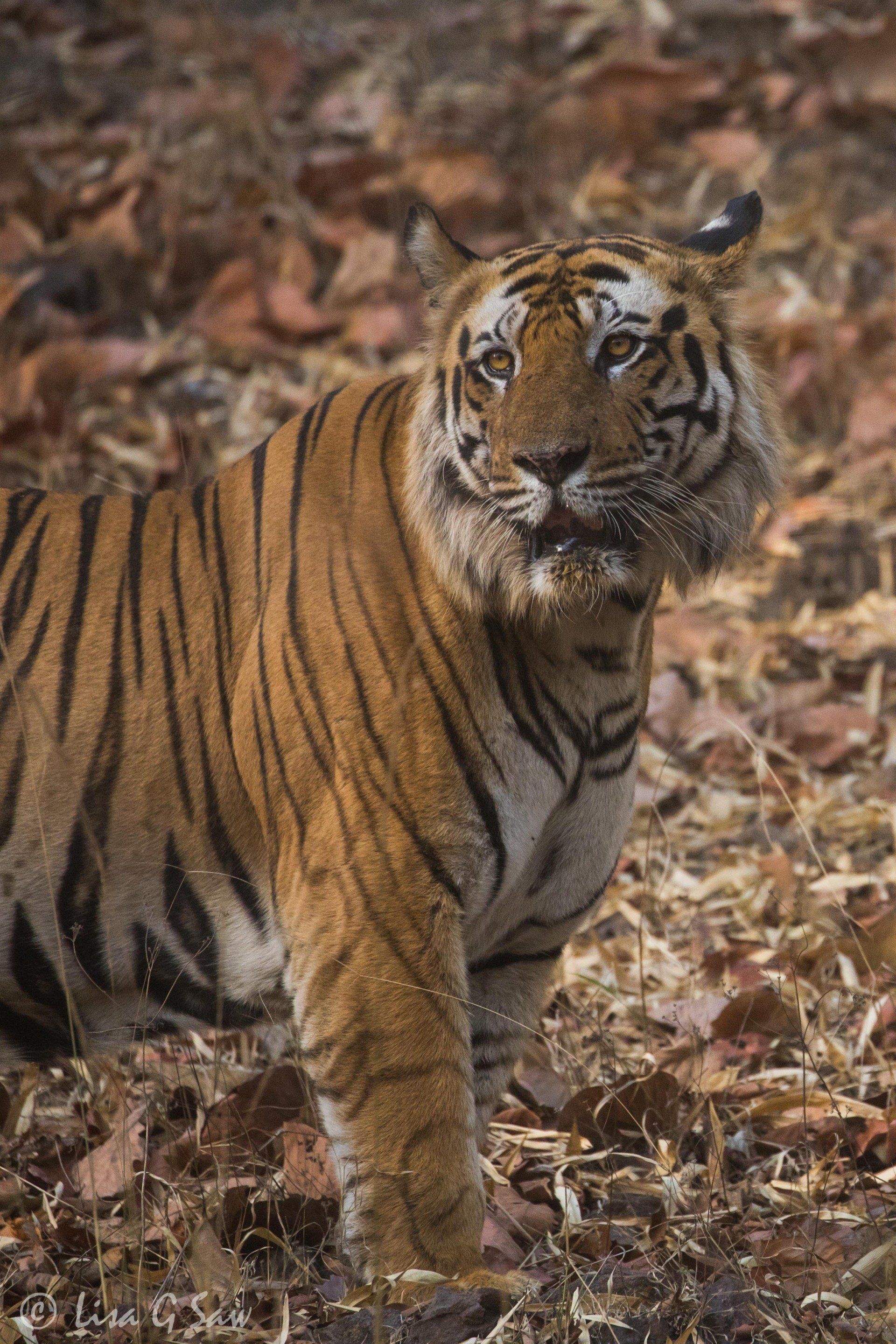 Close up of tiger head and front legs