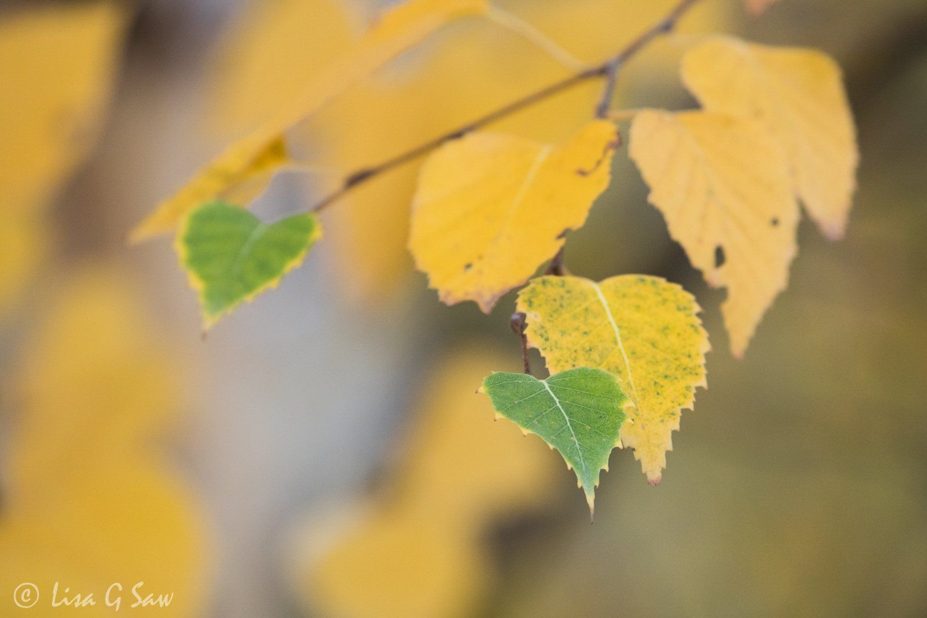 Two green heart shaped leaves with yellow ones