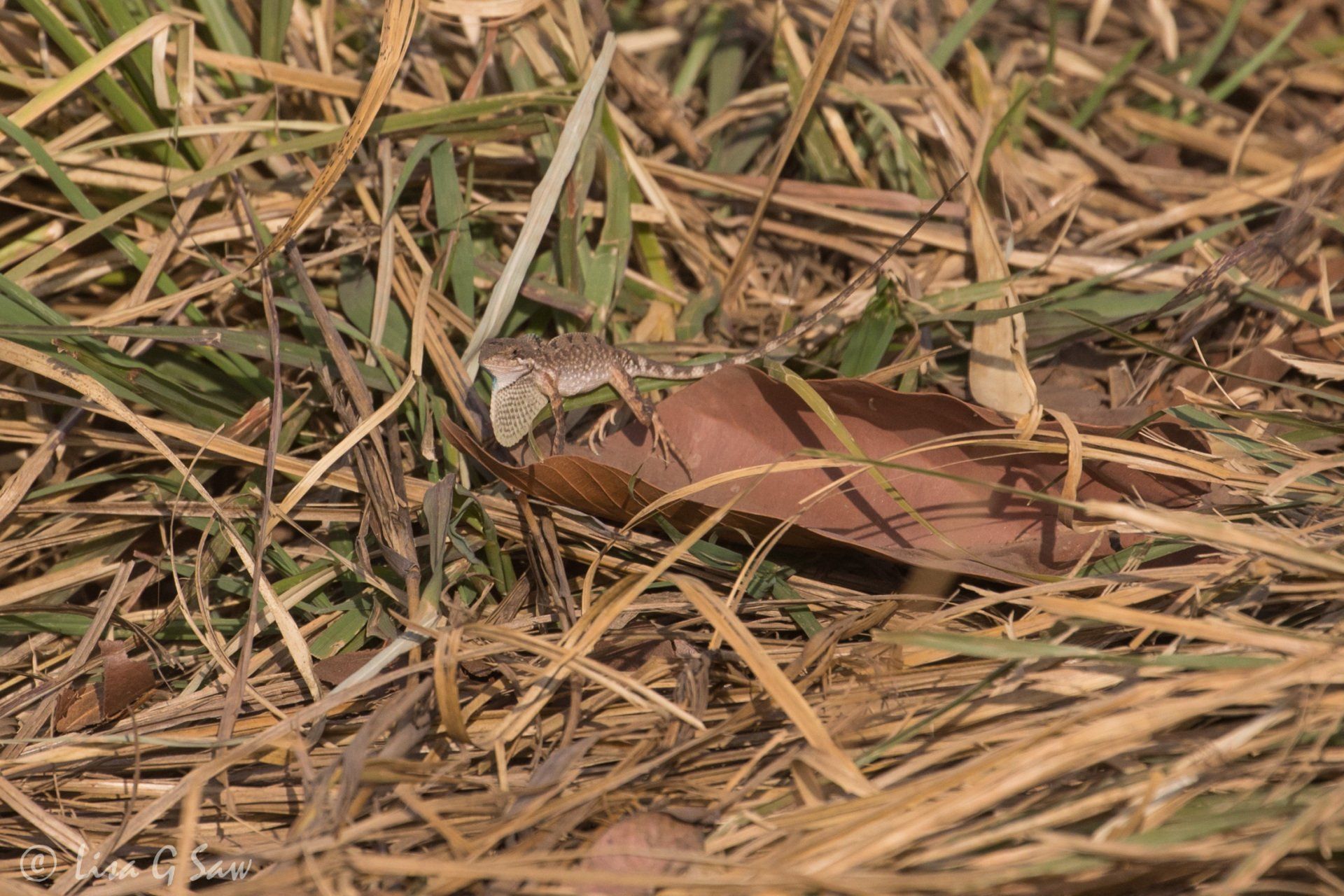 Small lizard on leaf