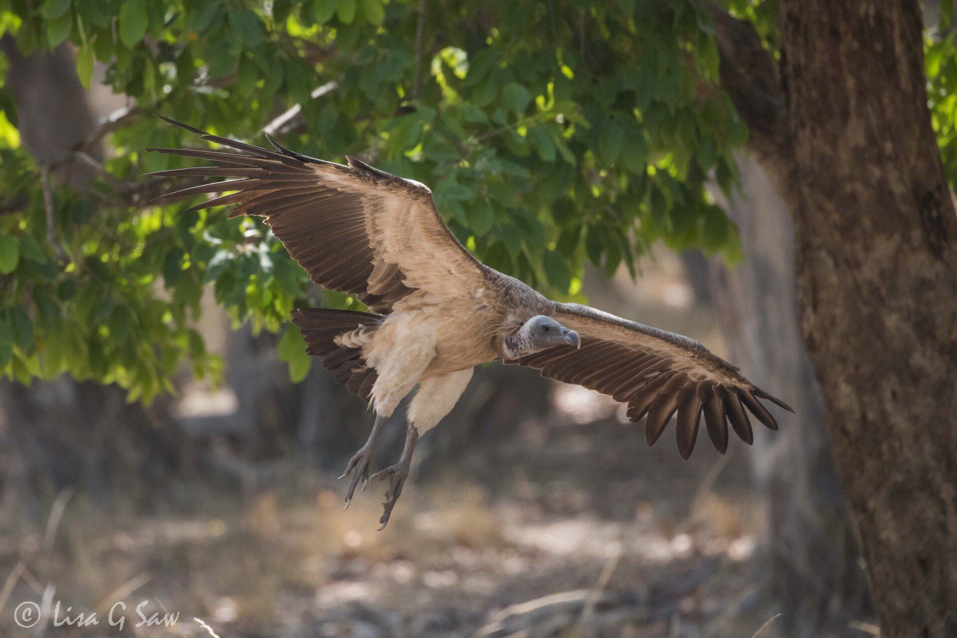 Vulture flying, coming in to land