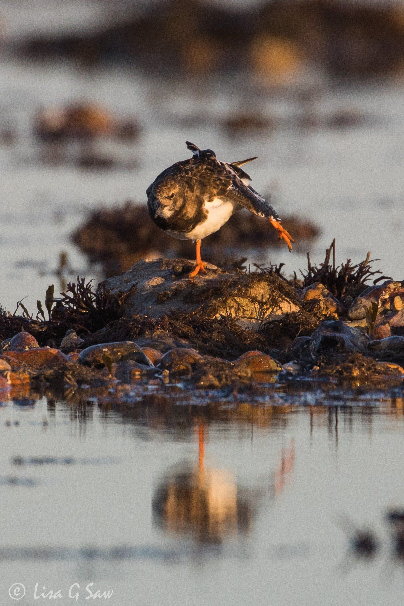 Turnstone stretching its leg