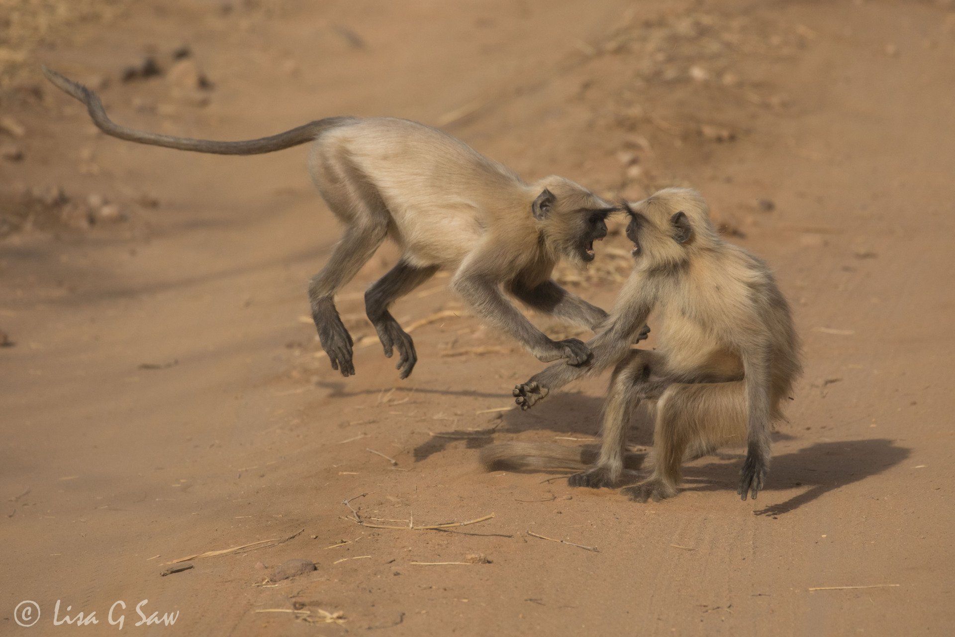 Fighting langurs on sandy track