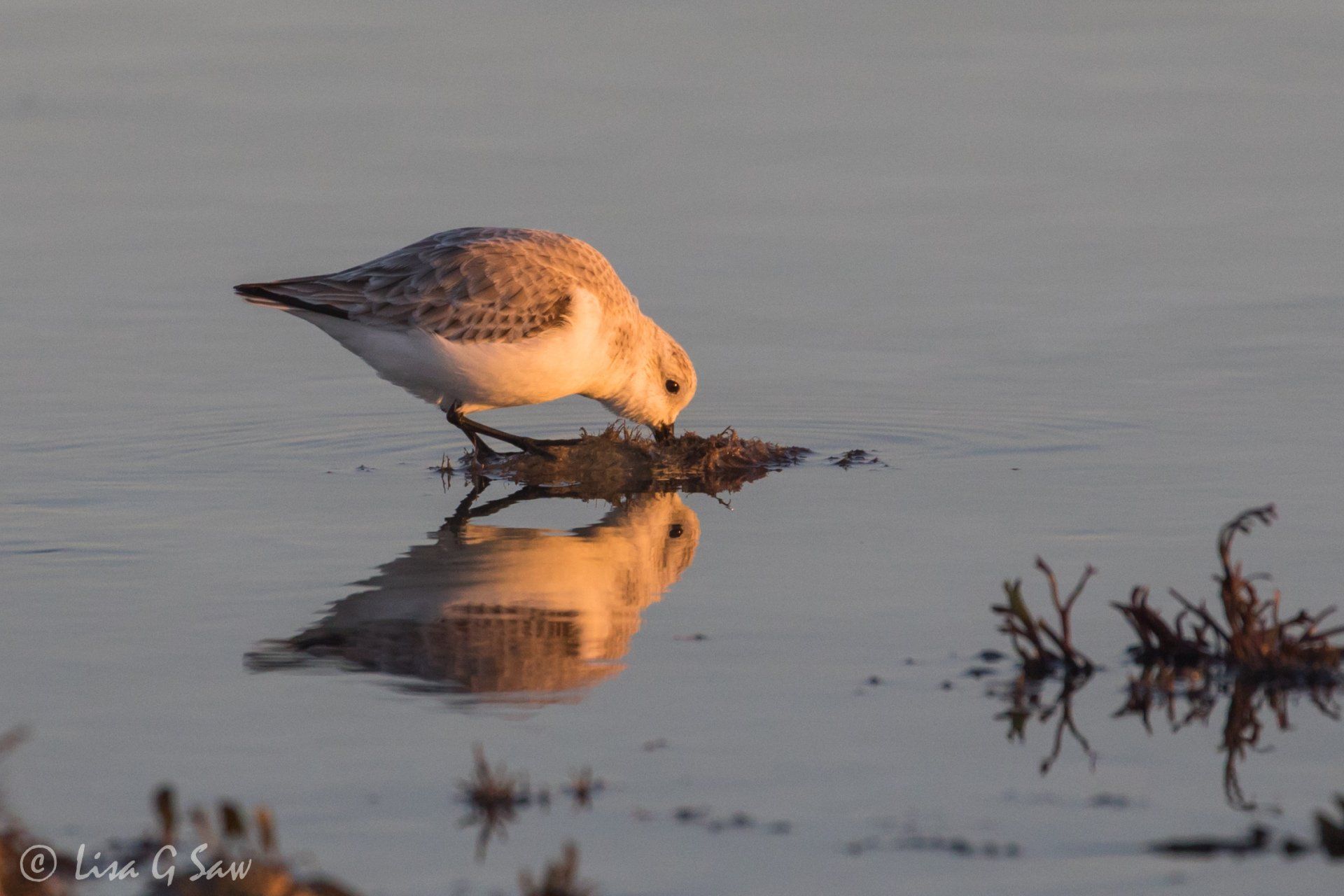 Sandering at low tide probing for worms at dusk