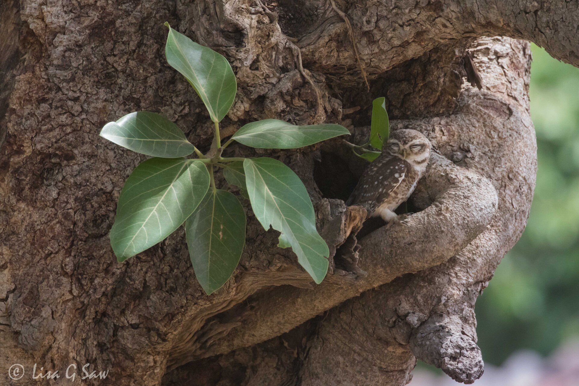Spotted Owlet with eyes closed, in India