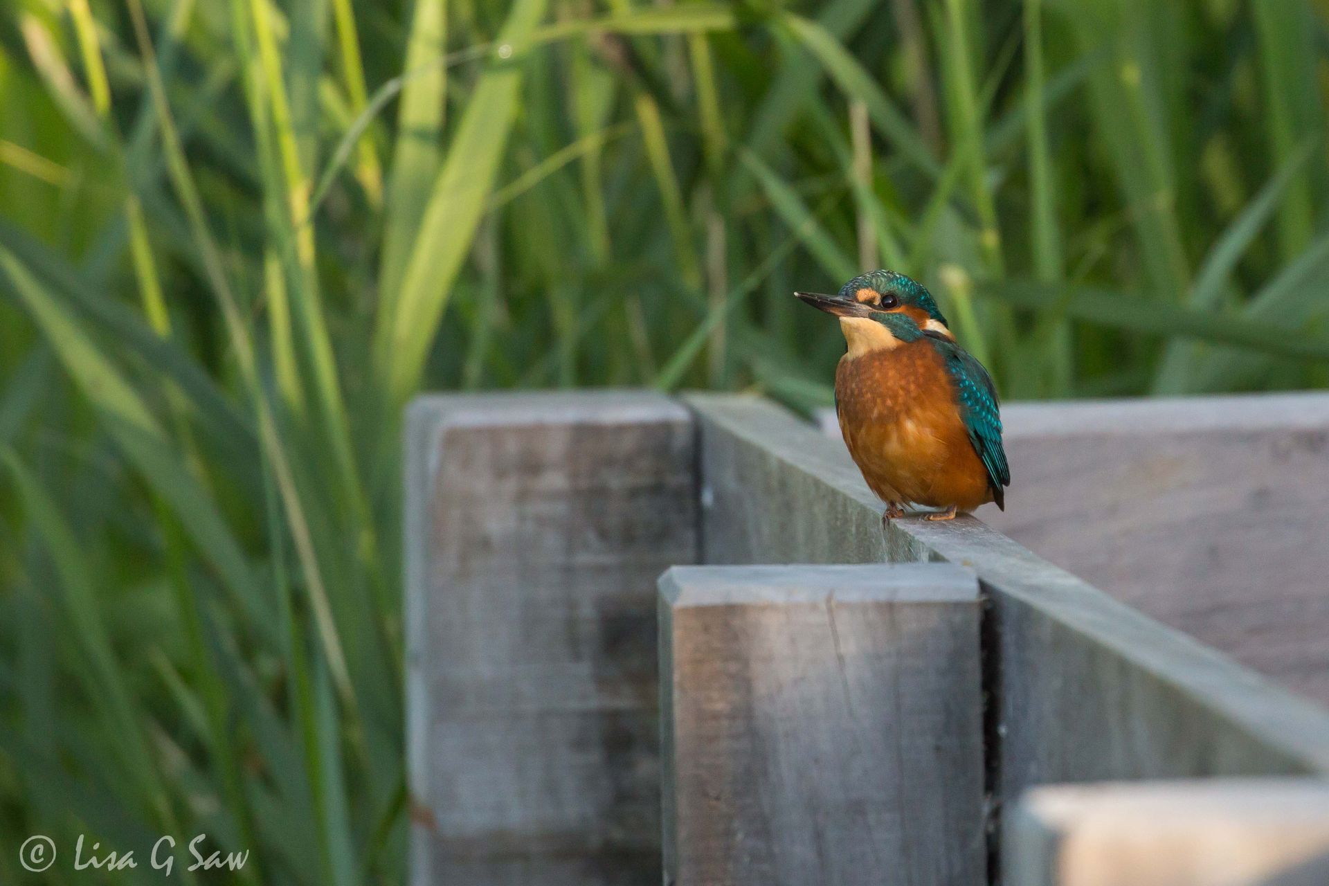 Juvenile Kingfisher on jetty
