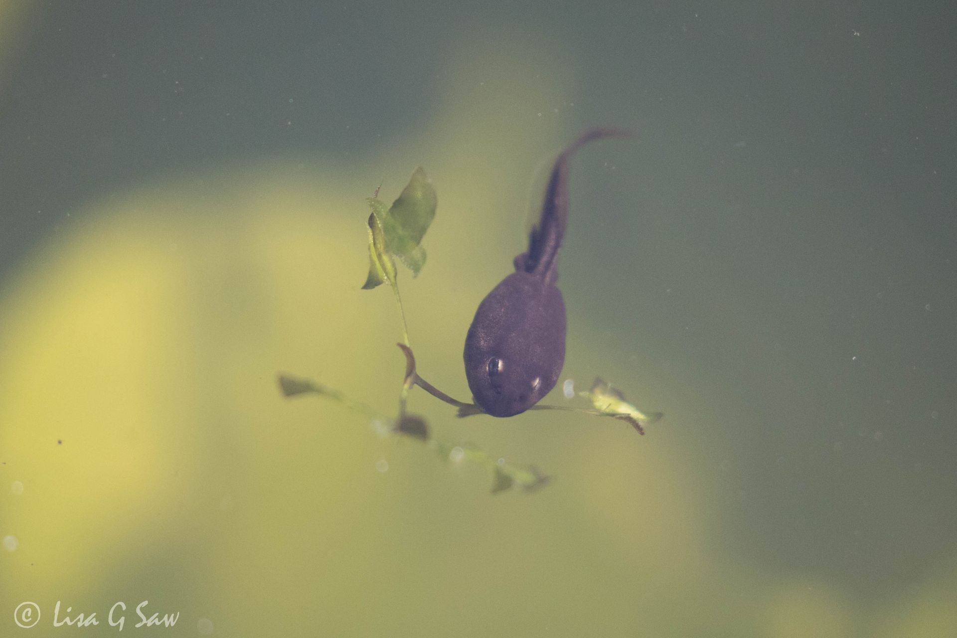 Toad Tadpole