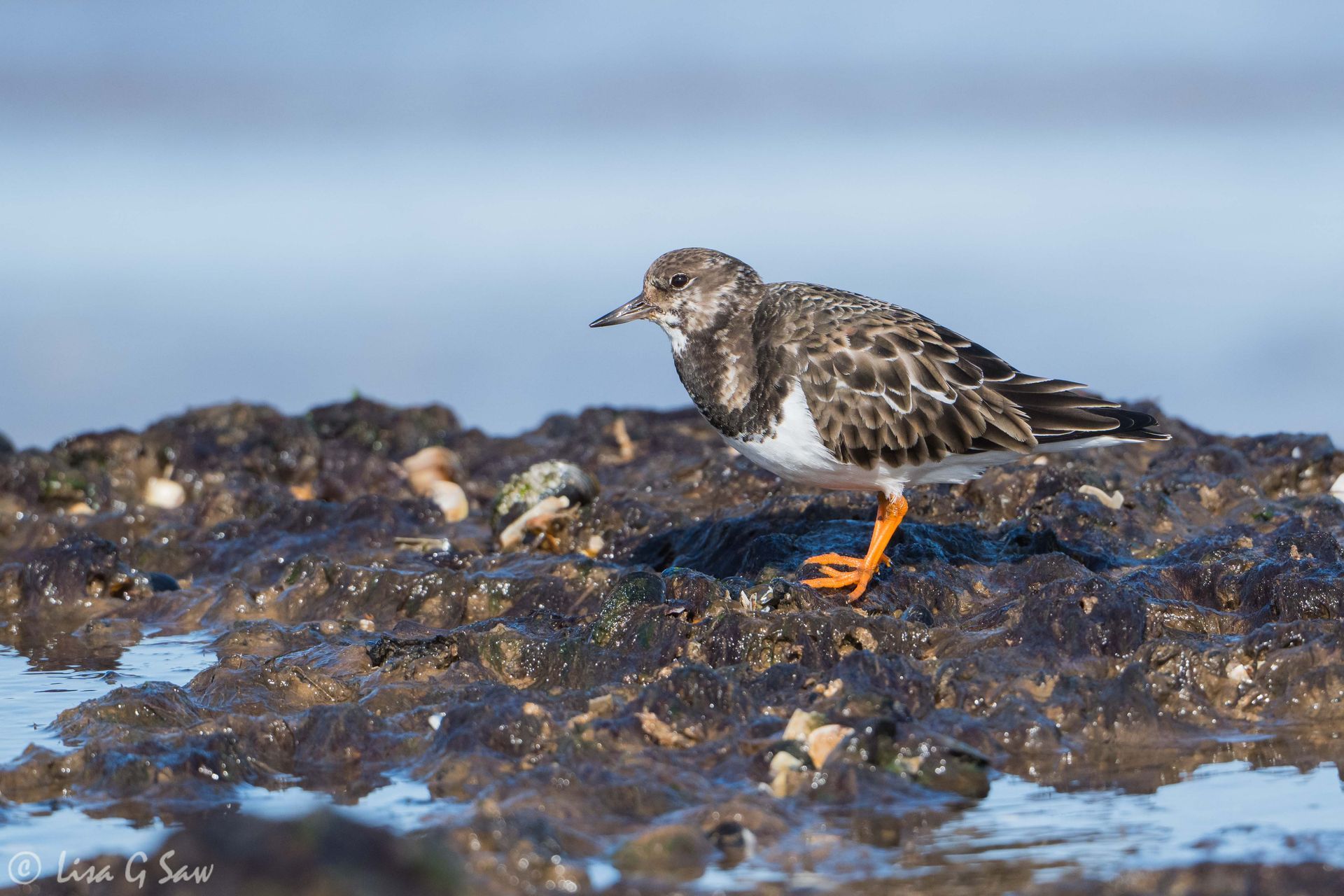 Turnstone at the beach