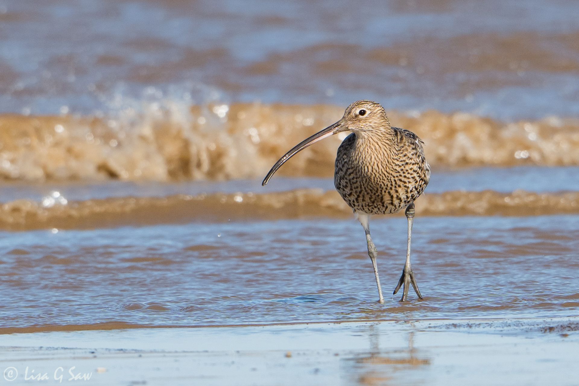Curlew walking along the tideline