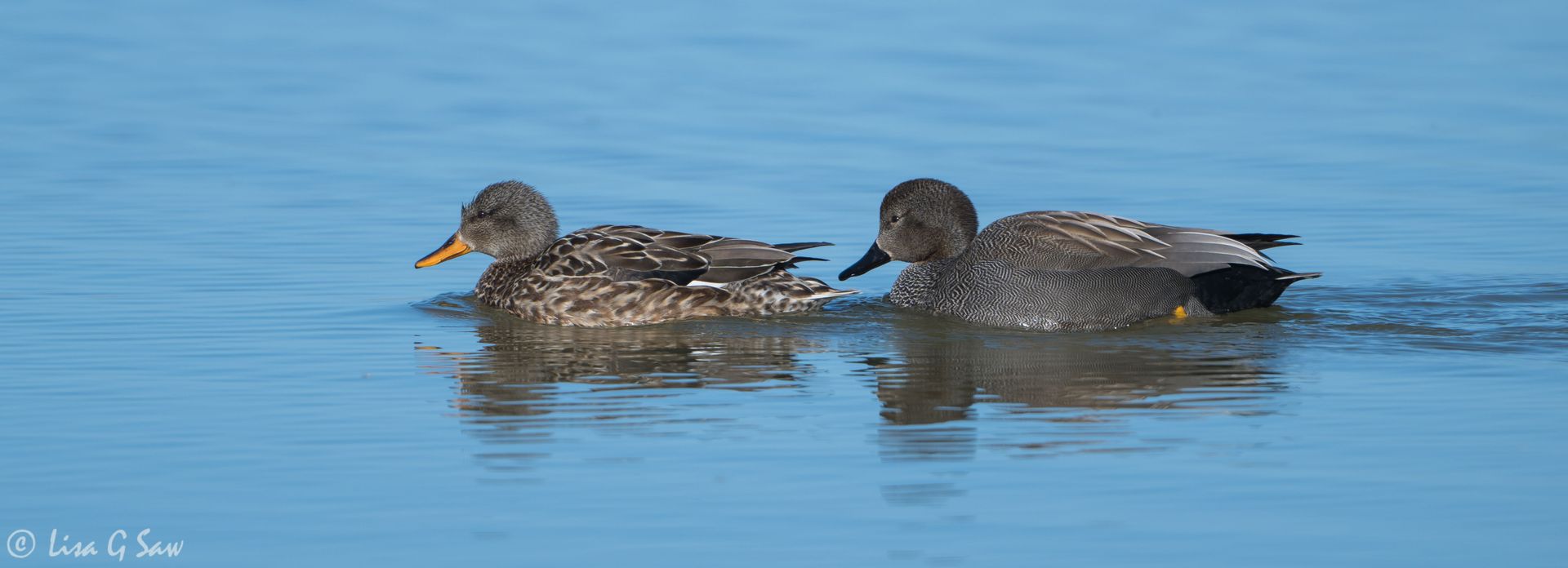 A female Gadwall being followed by a male