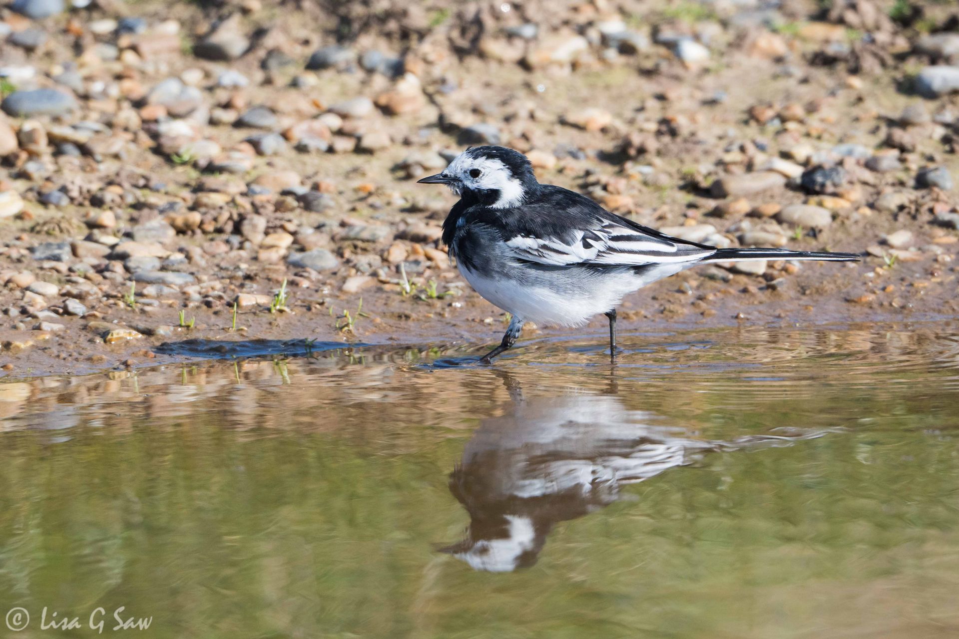 A Pied Wagtail reflected in the water at Cley