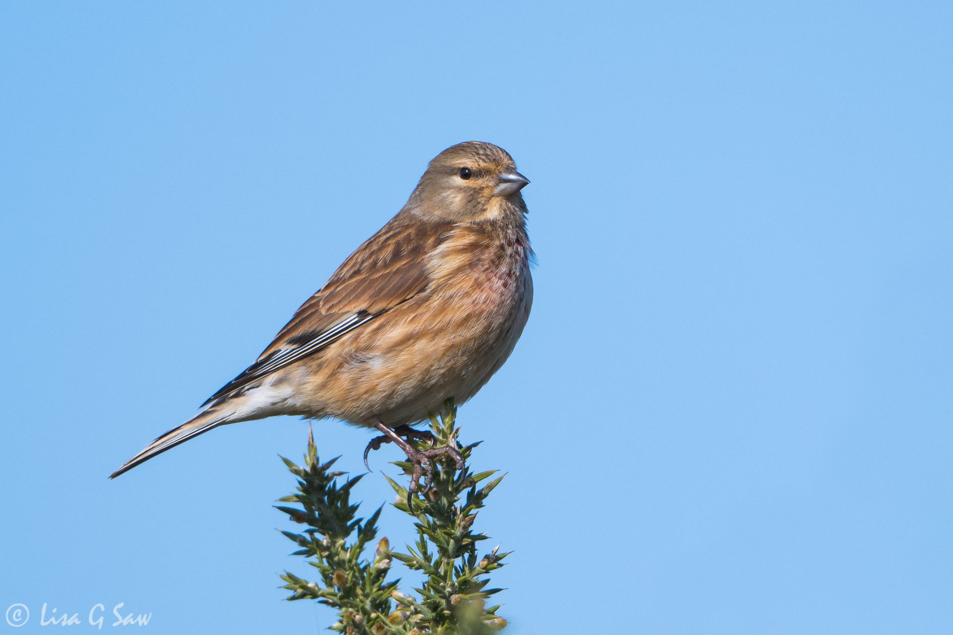 A female Linnet at Cley