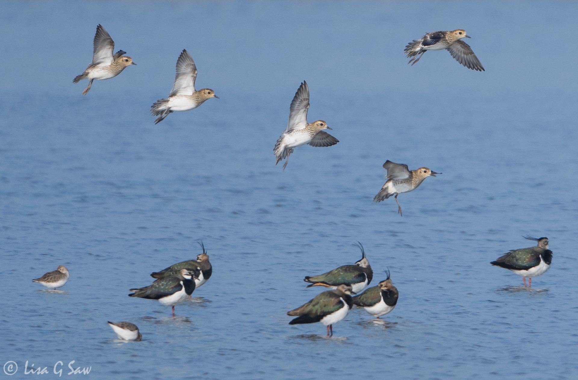 Golden Plover coming in to land at Cley Nature Reserve