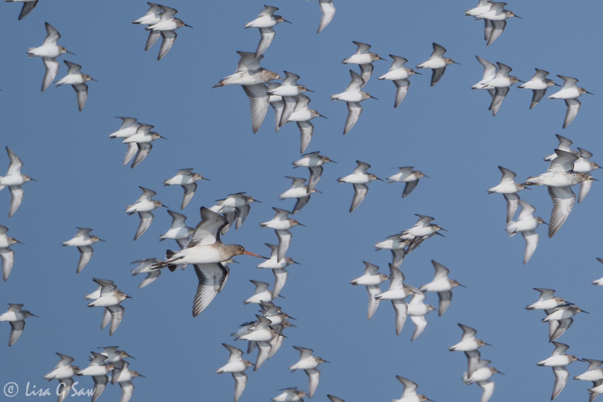 A Black-tailed Godwit flying amongst a flock of Dunlin, Cley Nature Reserve