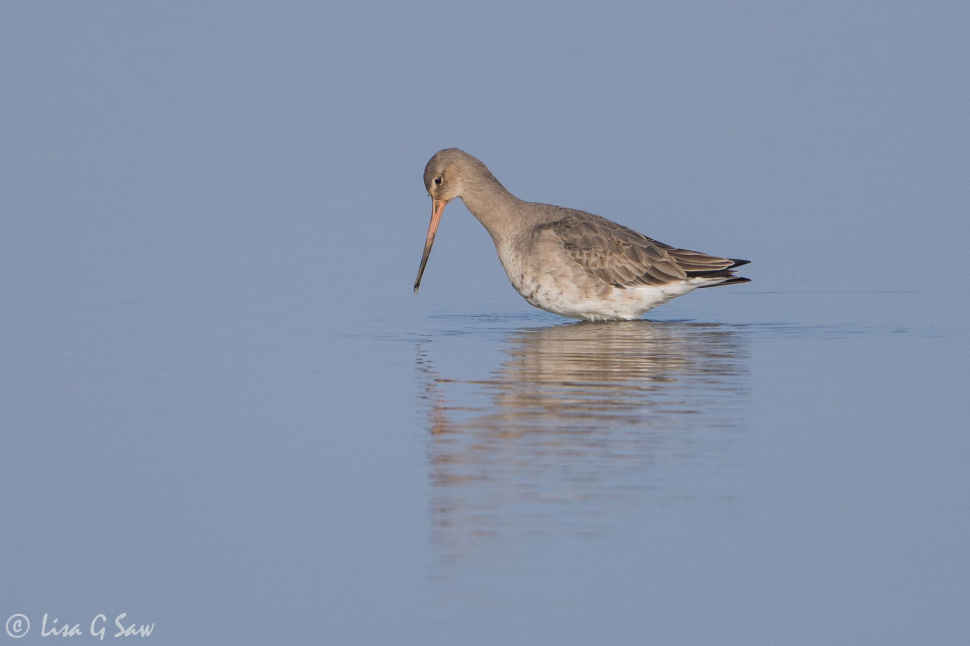 Black-tailed Godwit, Cley Nature Reserve