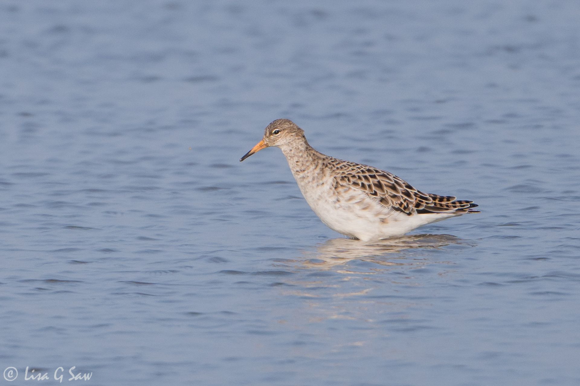 Ruff wading in the water at Cley Nature Reserve