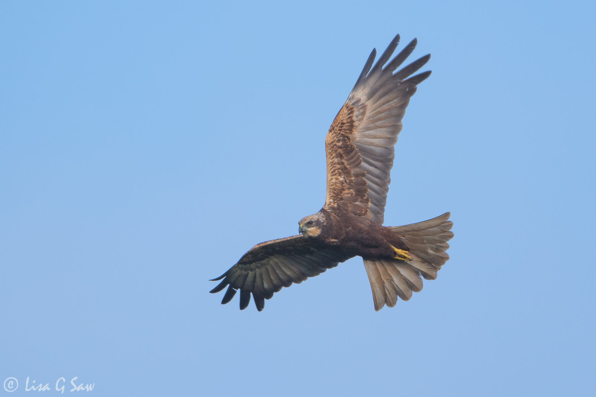 A female Marsh Harrier, Cley Nature Reserve