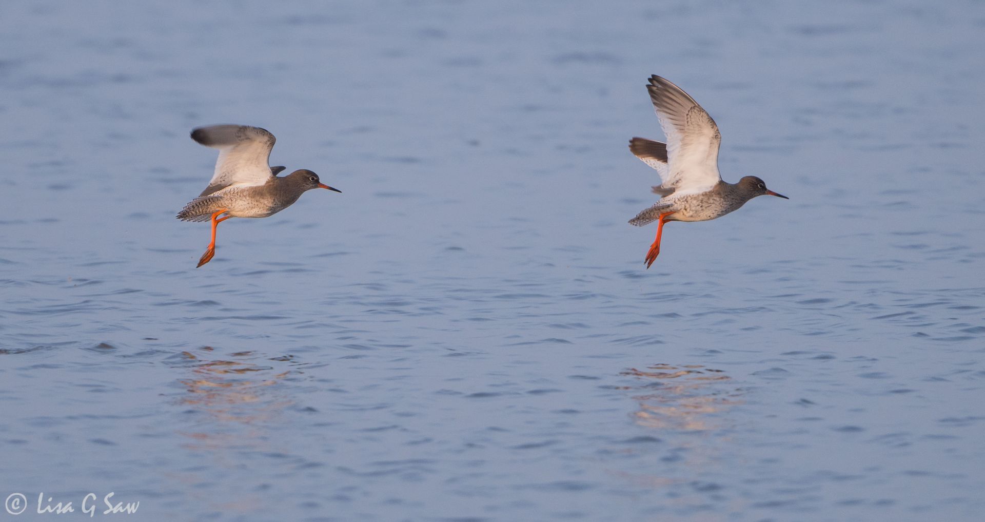 Two Common Sandpipers flying over the water at Cley