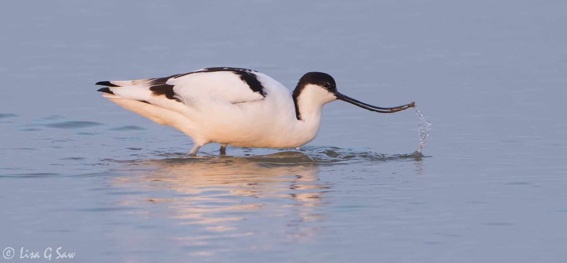 Avocet with something to eat in its bill in the late early evening light, Cley