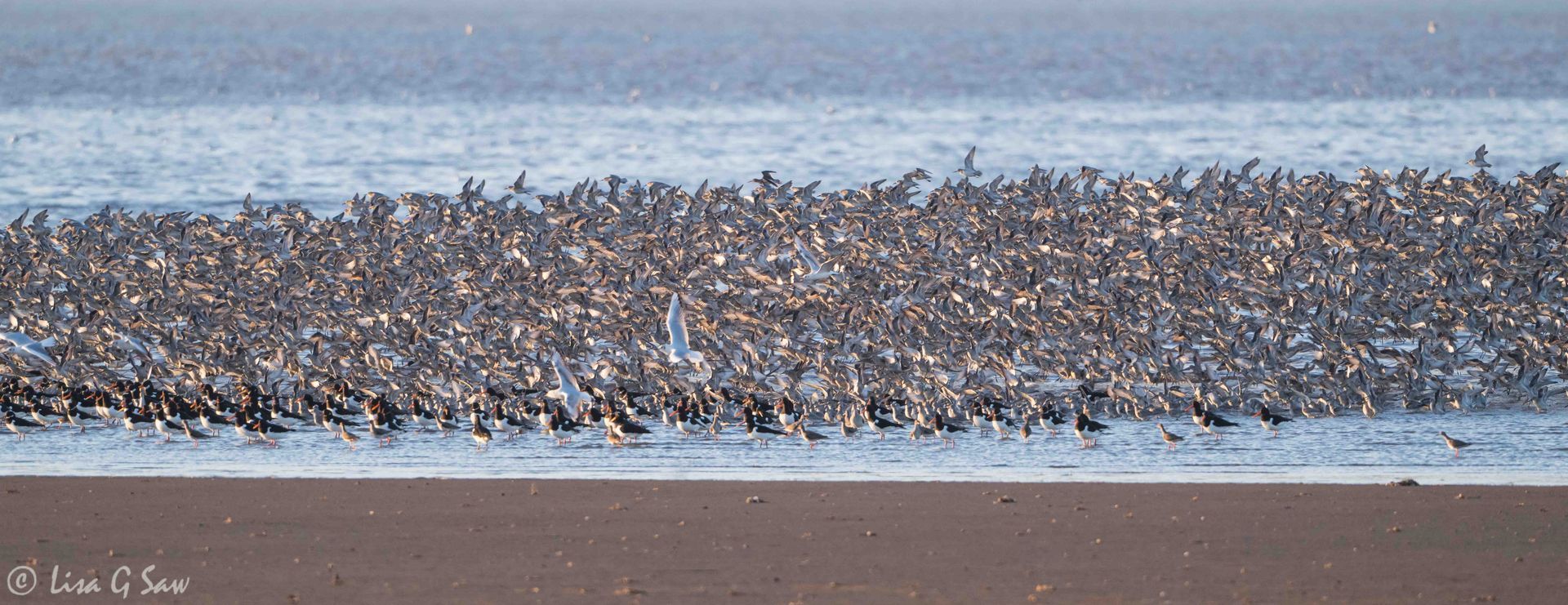 A mass of waders taking off at Snettisham