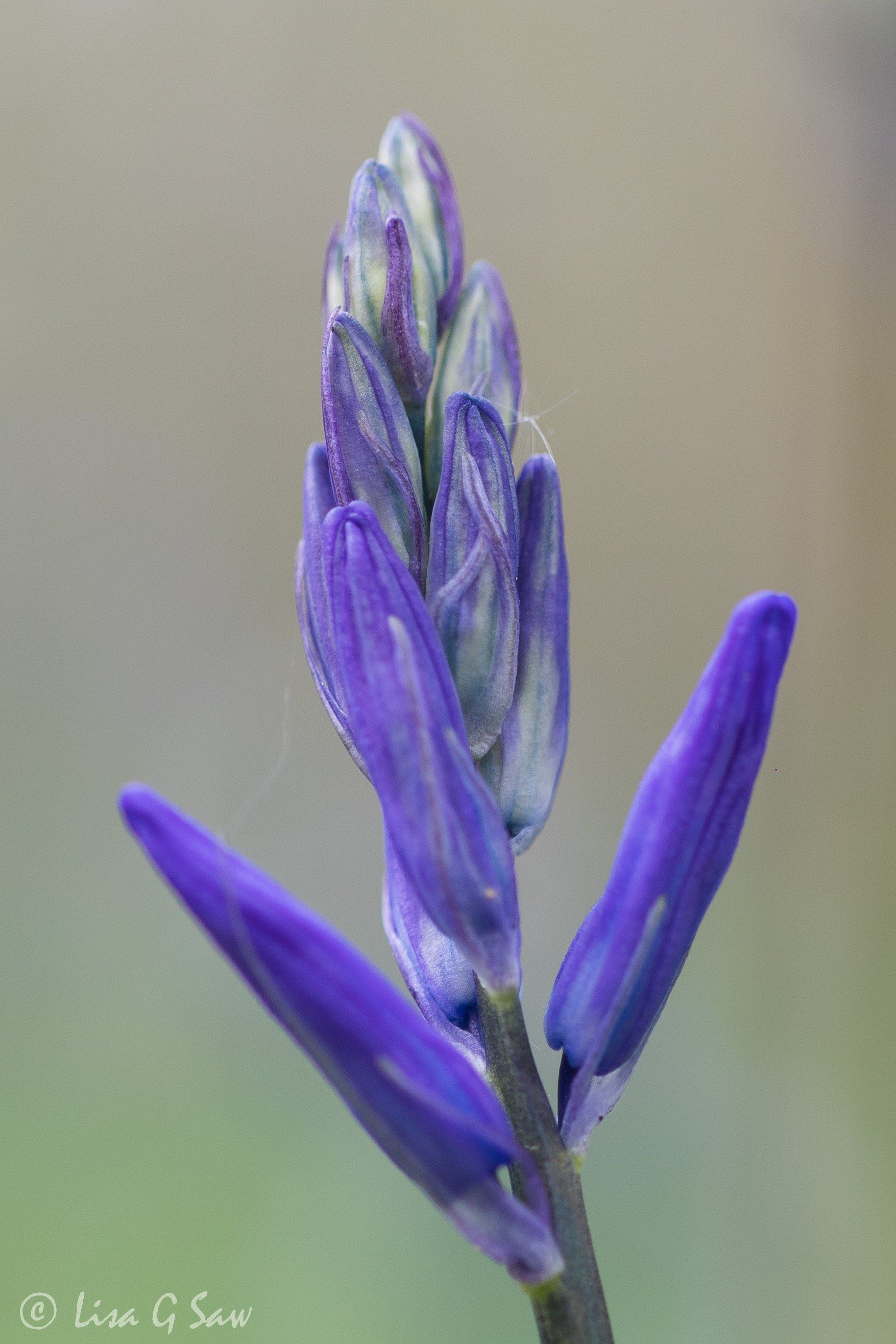 Bluebells not yet opened