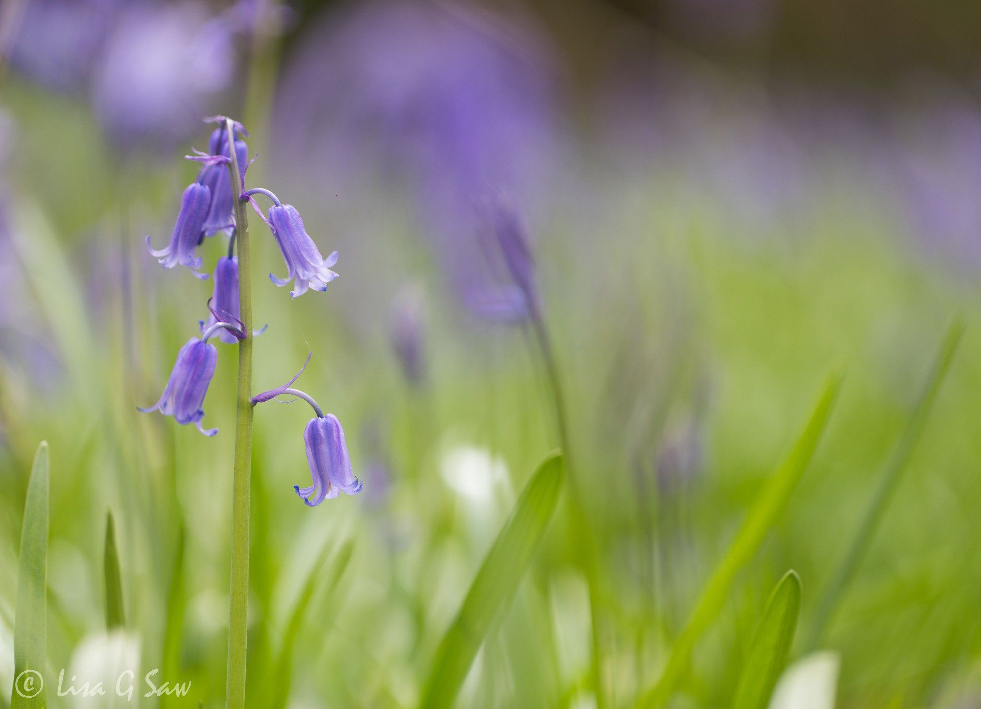 Hybrid Bluebells