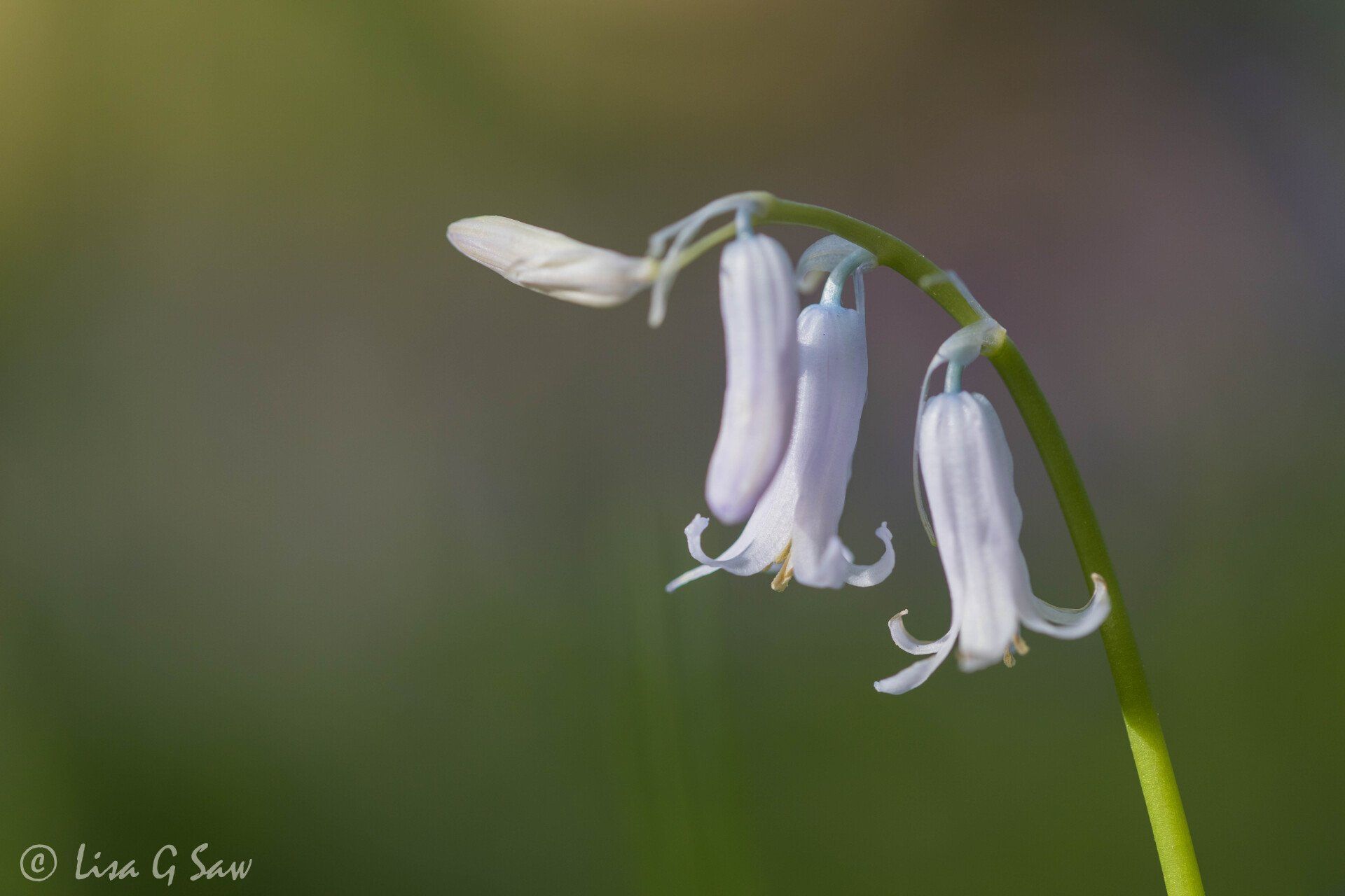 White Common Bluebell