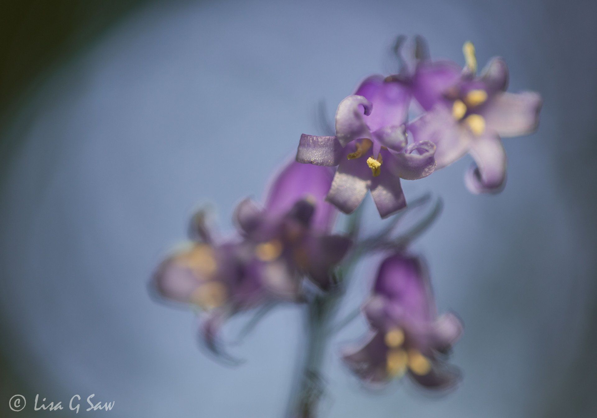Looking up inside the bluebell