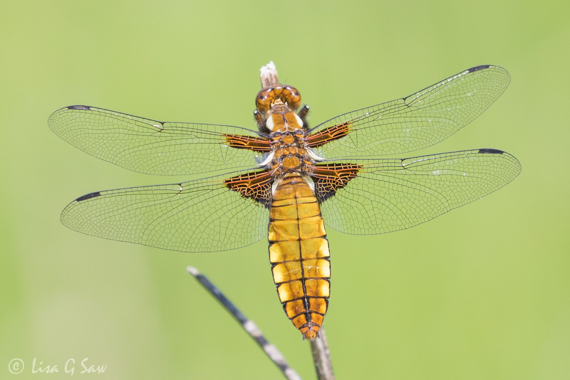 Broad Bodied Chaser Dragonfly