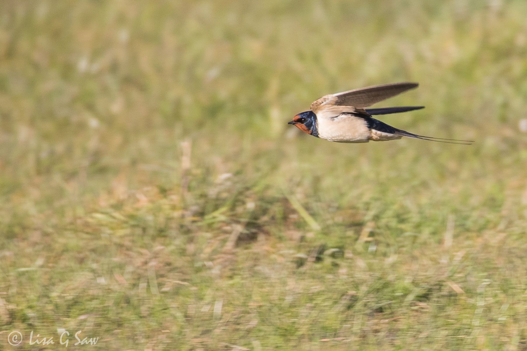 Swallow flying by close to the ground
