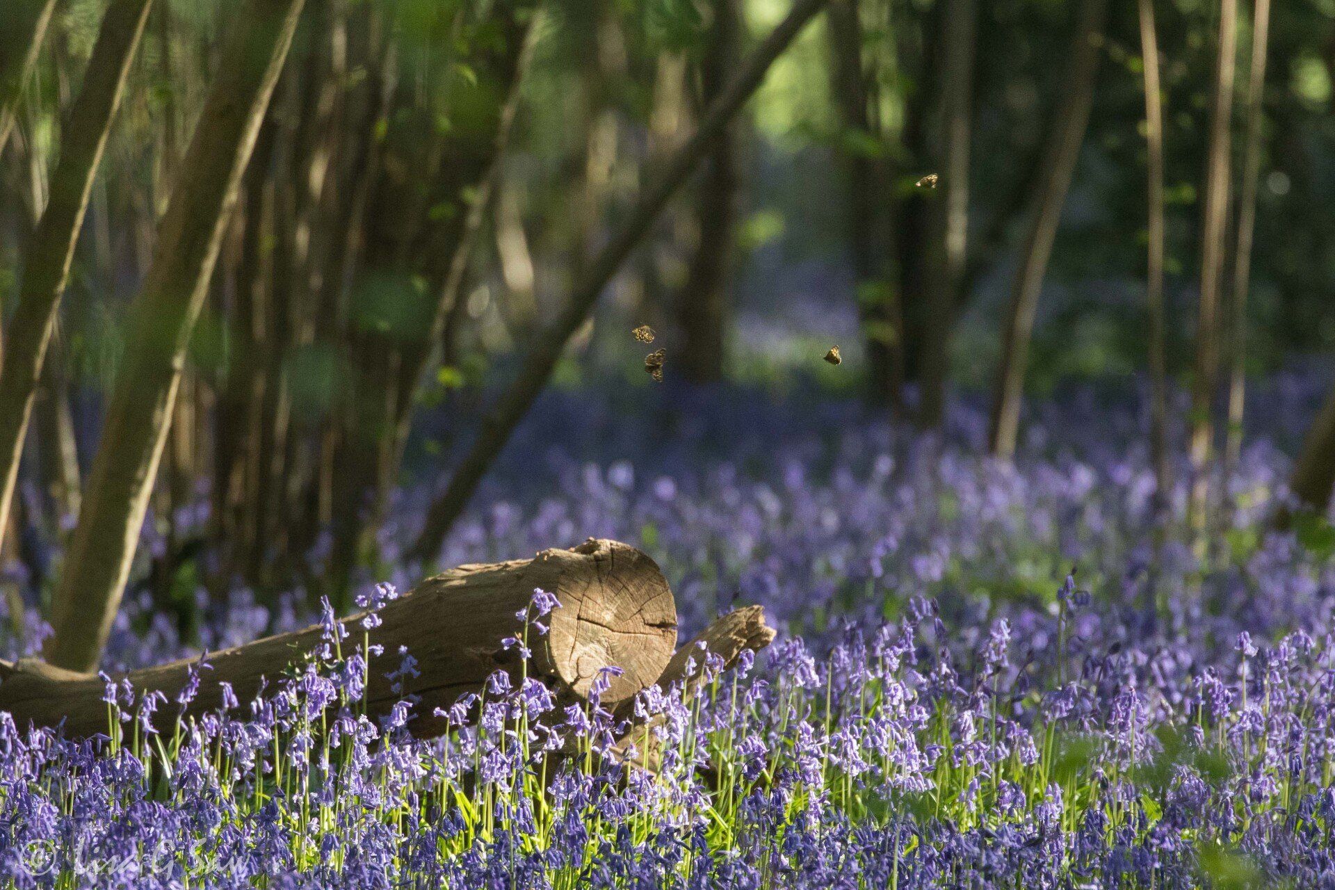 Four Speckled Wood butterflies flying above bluebell glade