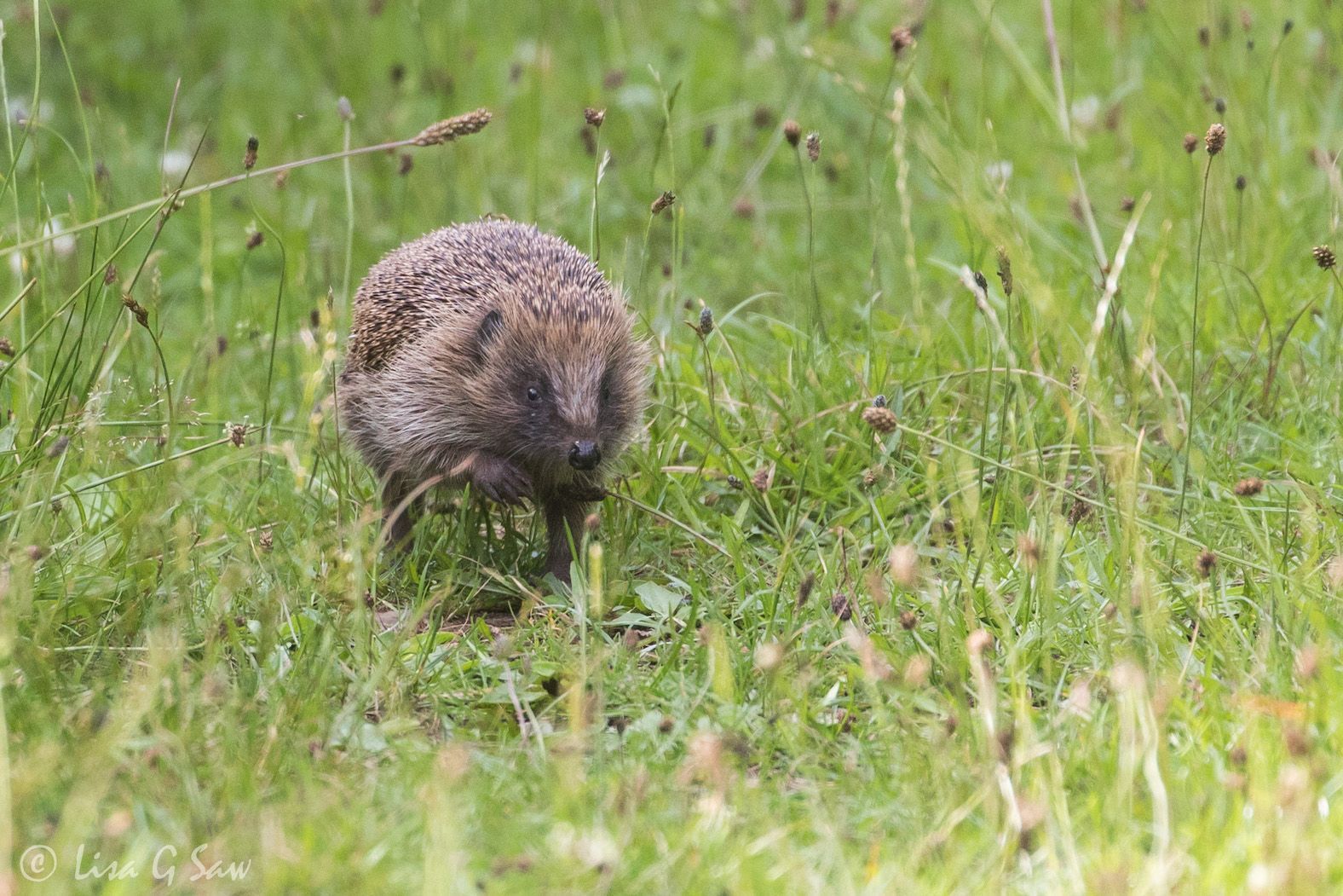 Hedgehog walking down a path