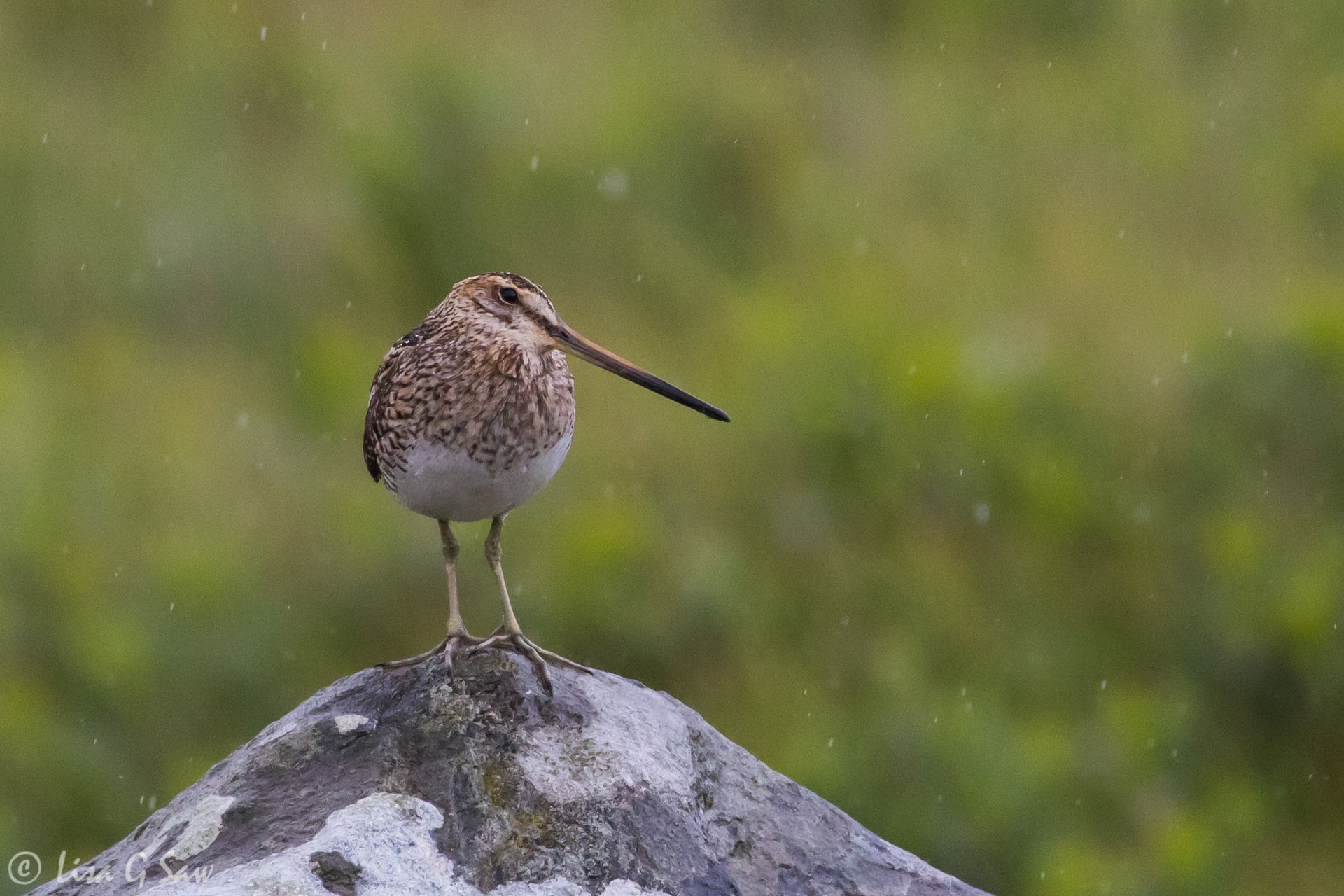 Common Snipe in the rain, Isle of Mull