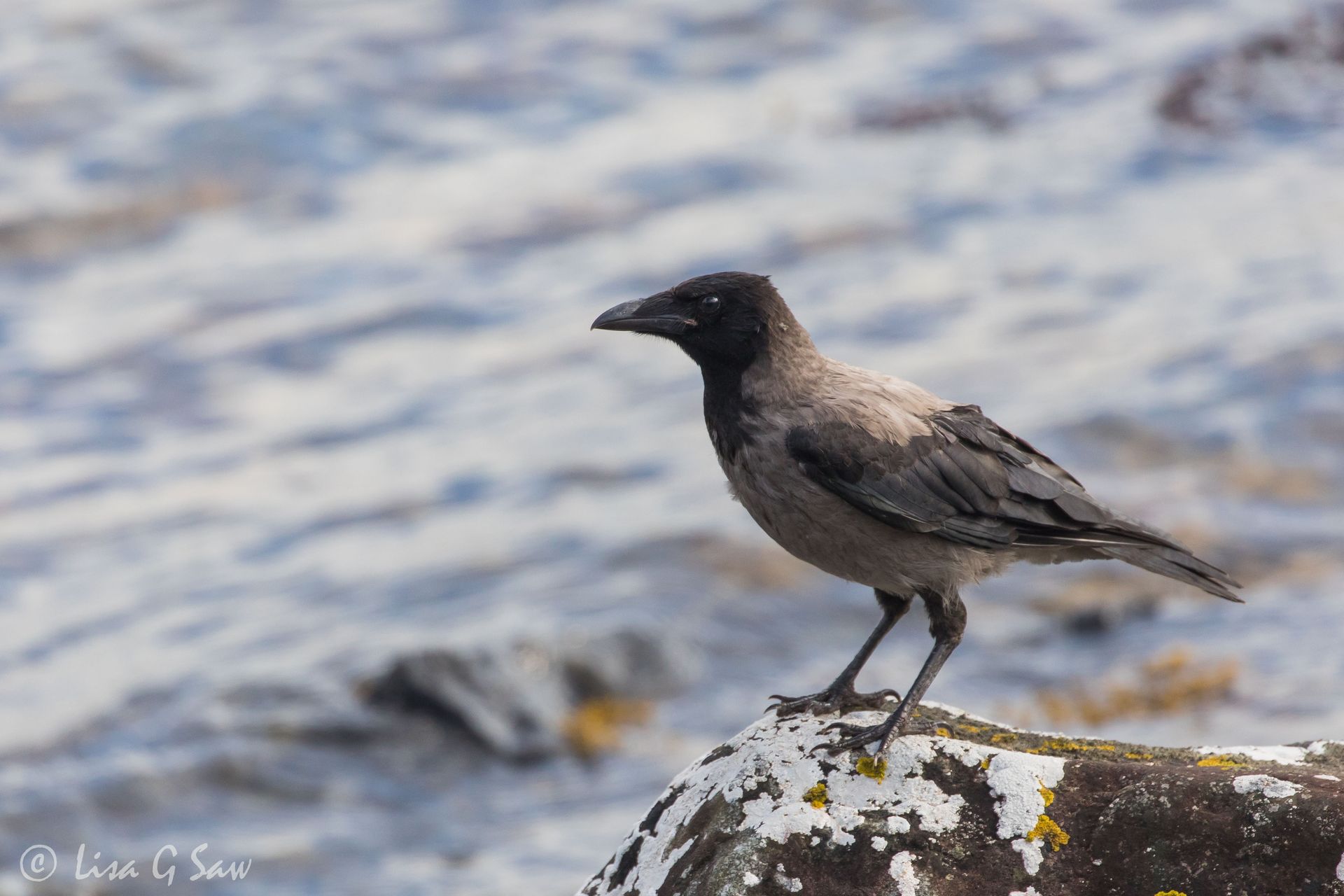 Hooded Crow on rock