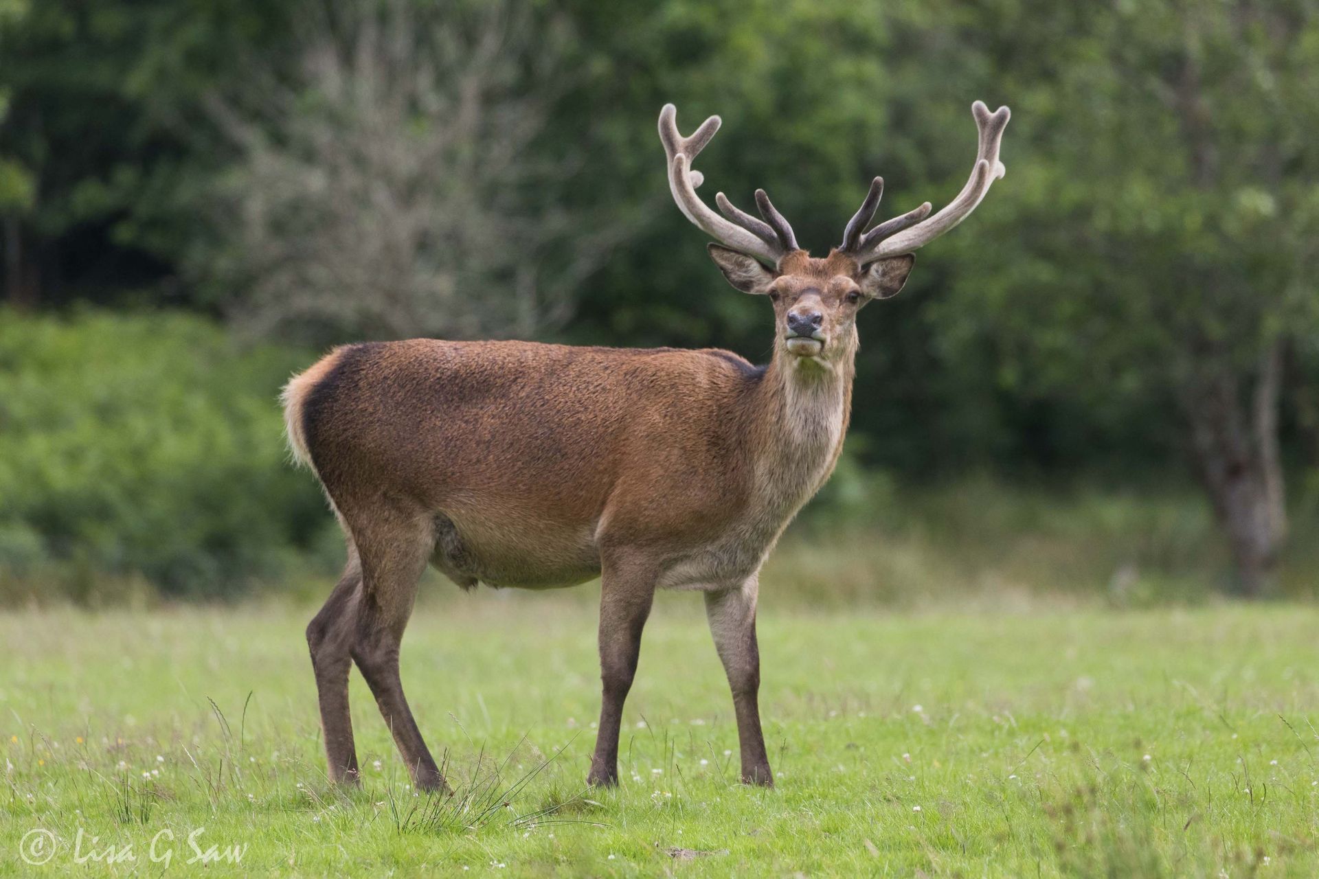 Red Deer stage in grazed field
